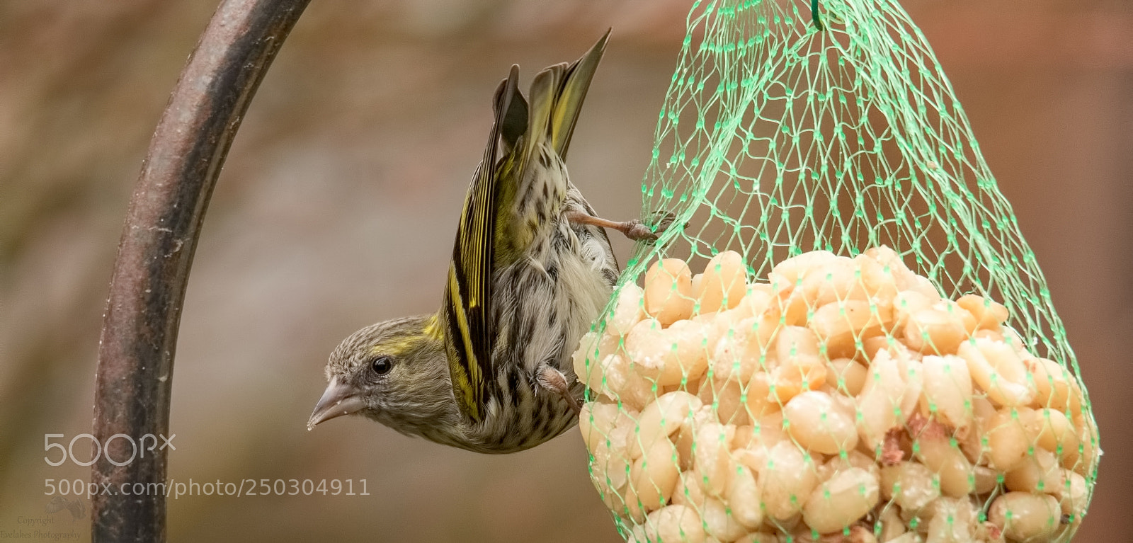 Canon EOS 7D Mark II sample photo. Siskin eating photography