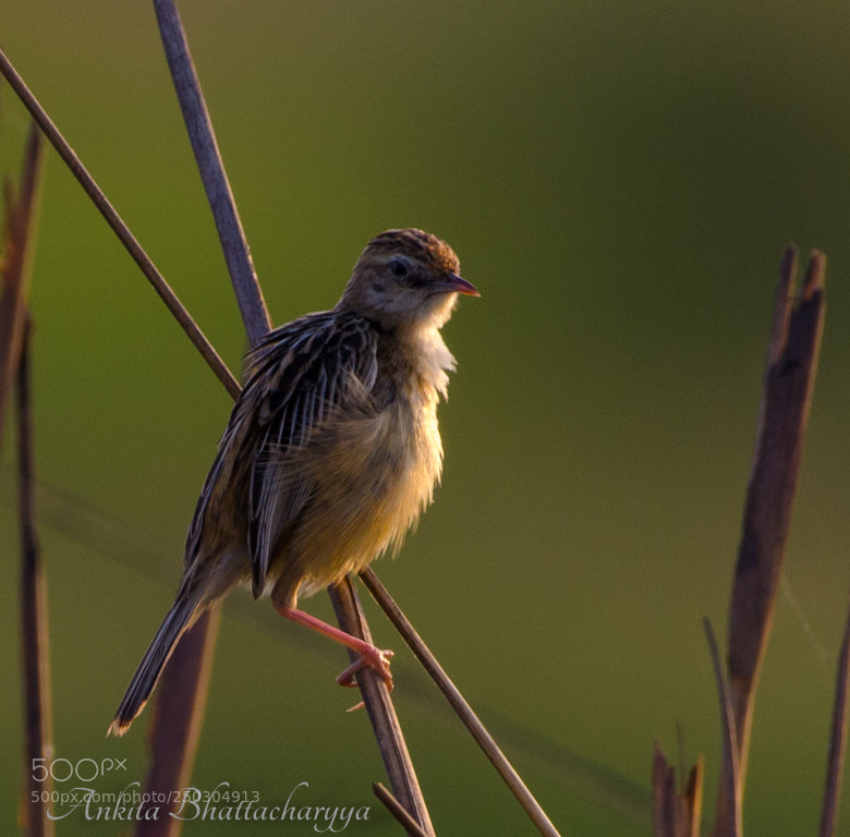 Nikon D5100 sample photo. Zitting cisticola photography