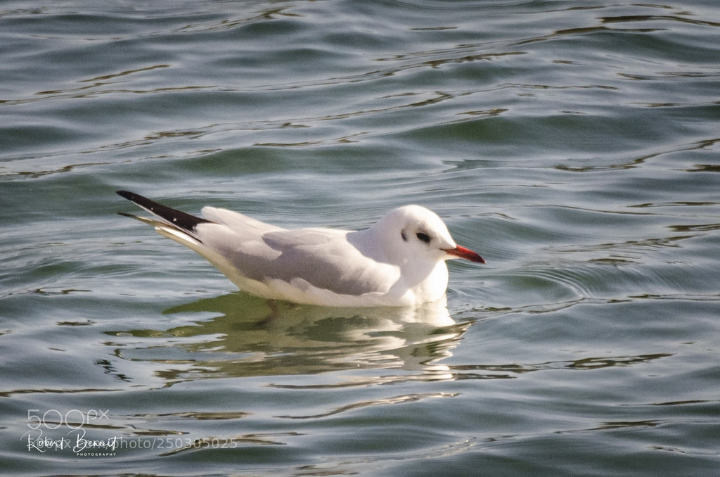 Nikon D7000 sample photo. Common black-headed gull photography