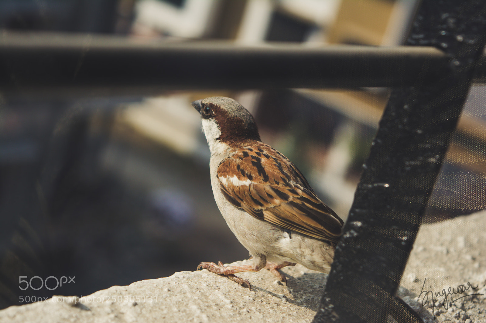 Nikon D5200 sample photo. An indian house sparrow photography