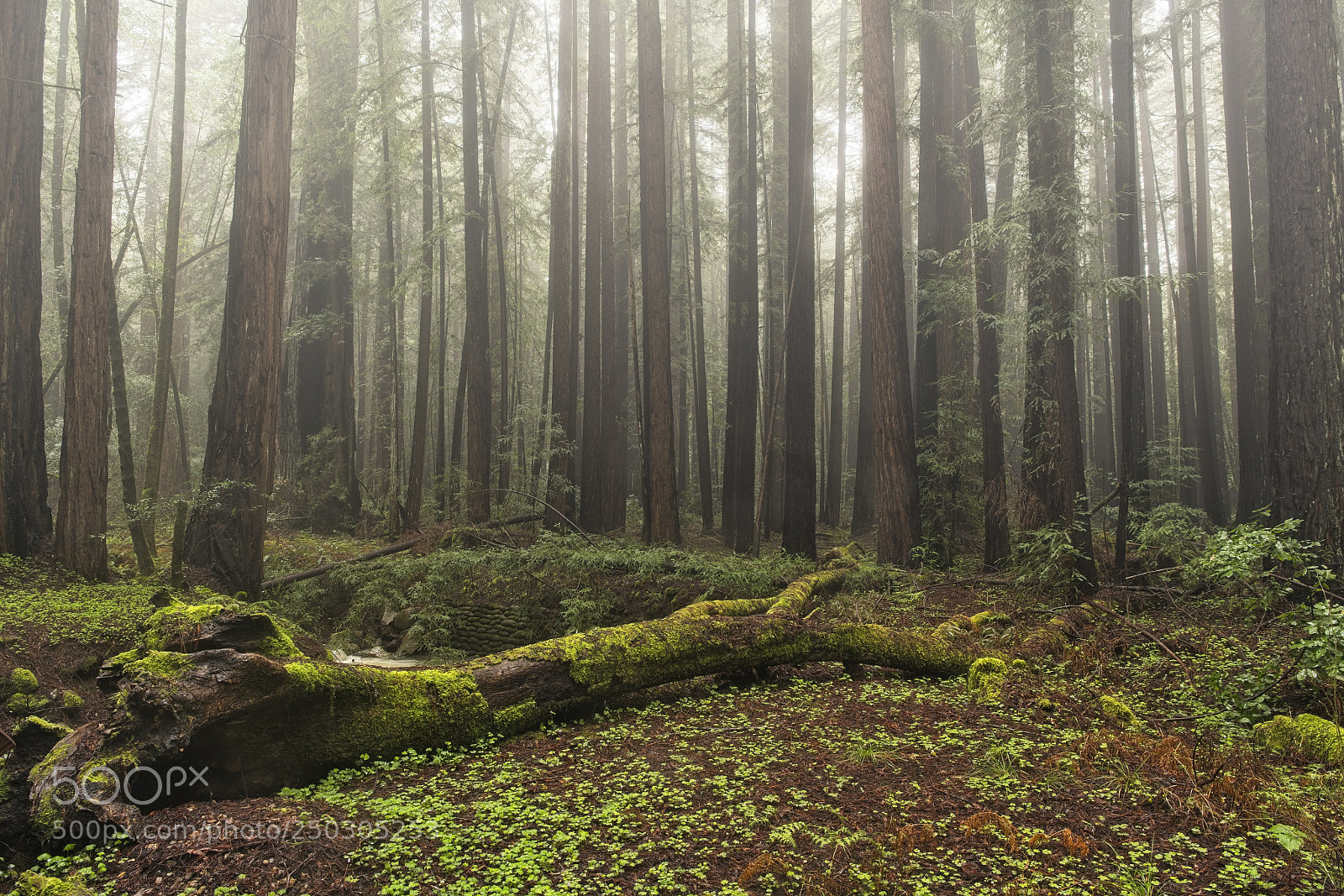 Sony a7R II sample photo. Mystical redwoods photography