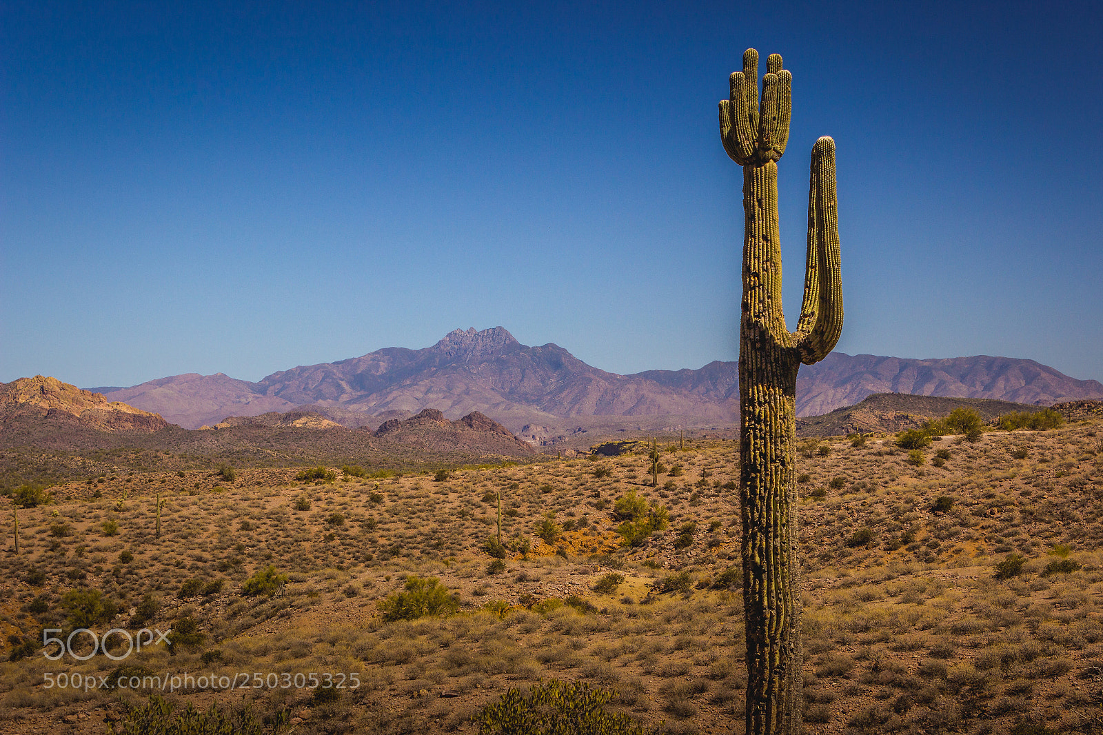 Canon EOS 600D (Rebel EOS T3i / EOS Kiss X5) sample photo. Beautiful saguaro cactus photography