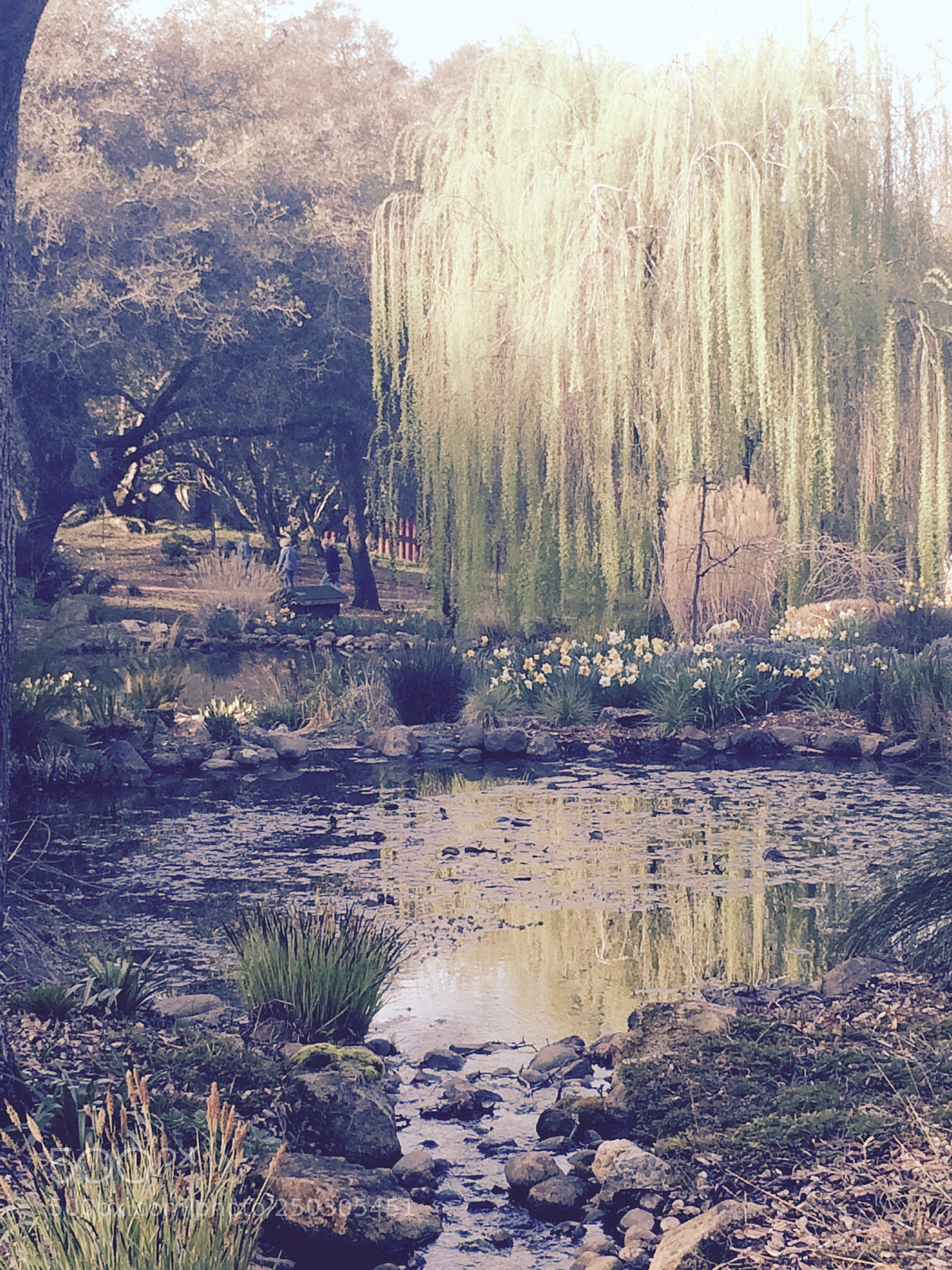 Apple iPhone 5s sample photo. Willow lake photography