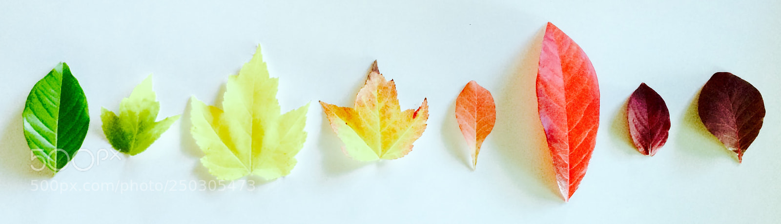 Apple iPhone 5s sample photo. Rainbow leaves photography