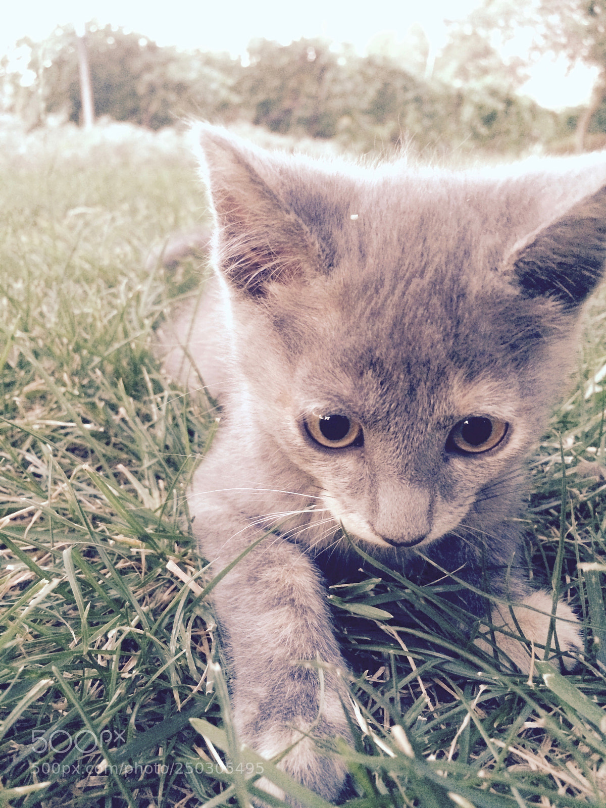 Apple iPhone 5s sample photo. Playful grey kitten photography
