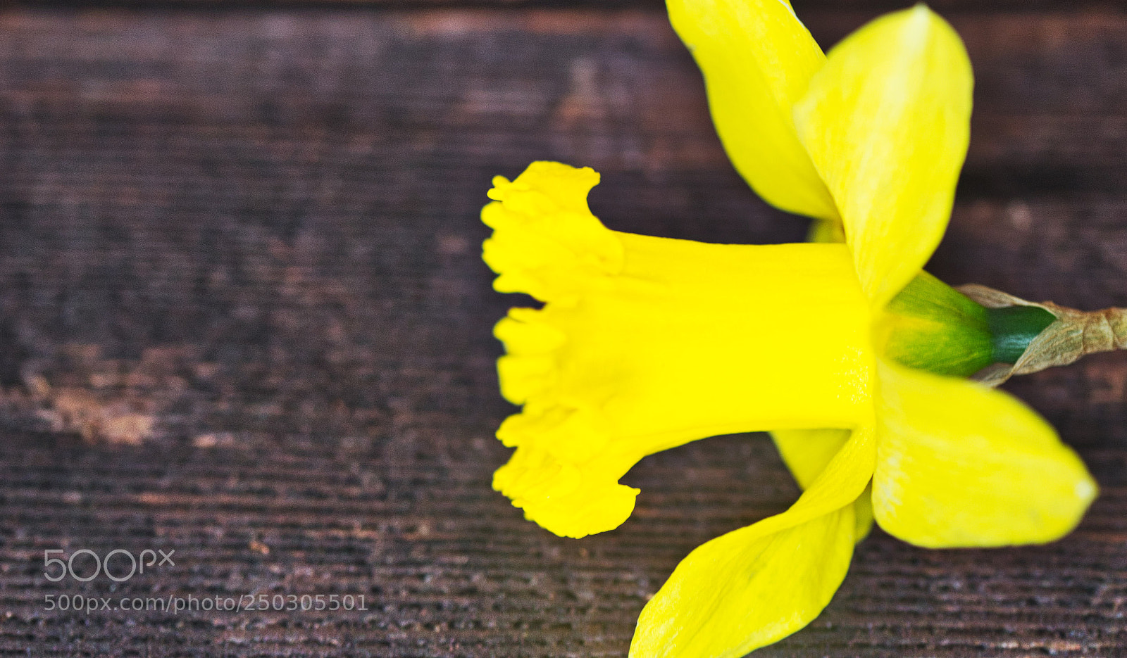 Nikon D7000 sample photo. Daffodil head photography