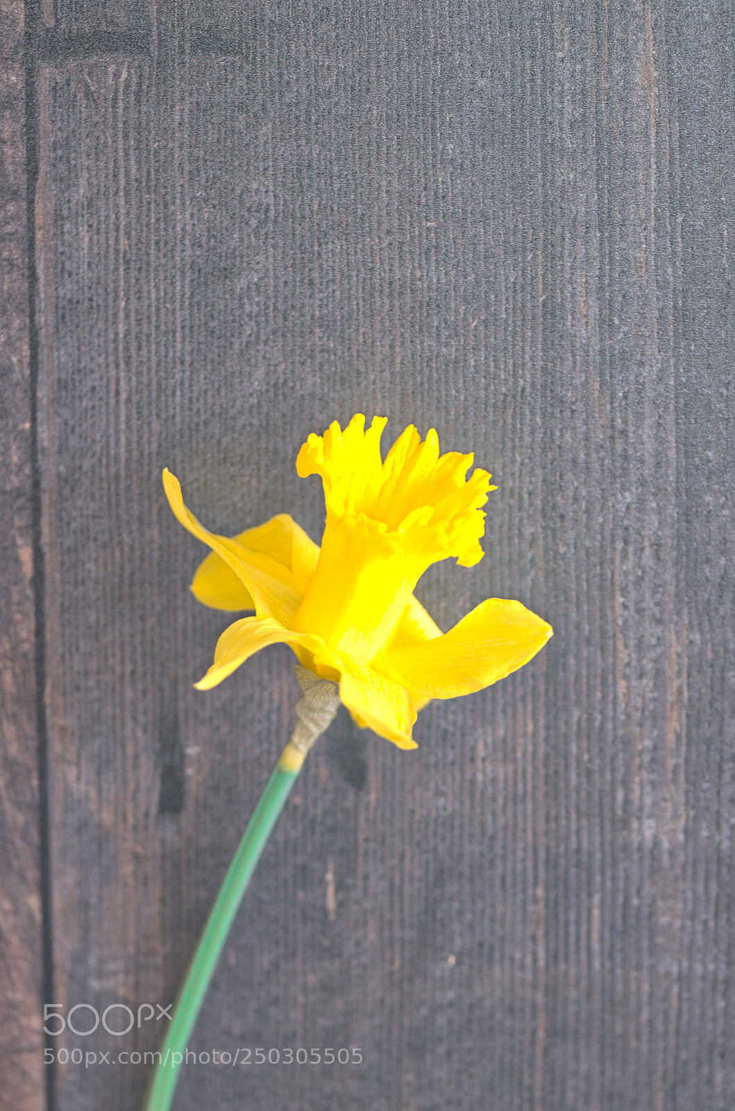 Nikon D7000 sample photo. Standing tall photography
