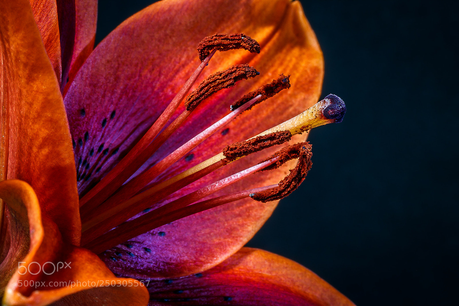 Canon EOS 70D sample photo. Blooming . . . photography