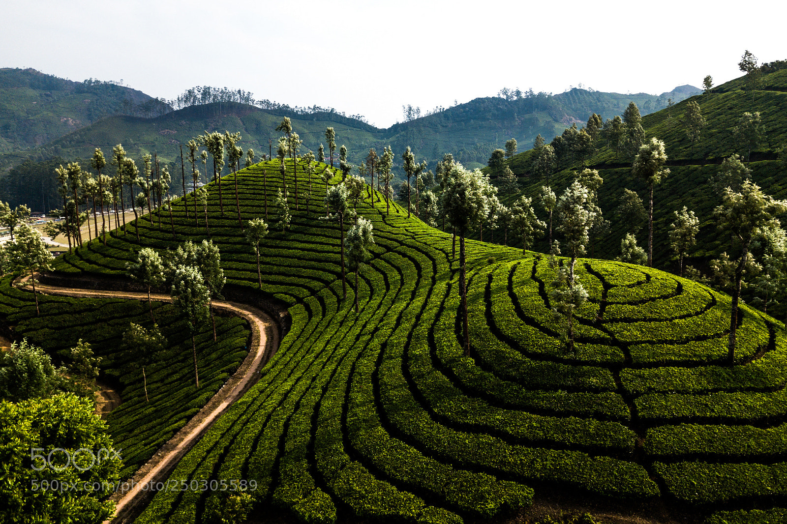 DJI FC220 sample photo. Tea plantation in munnar photography