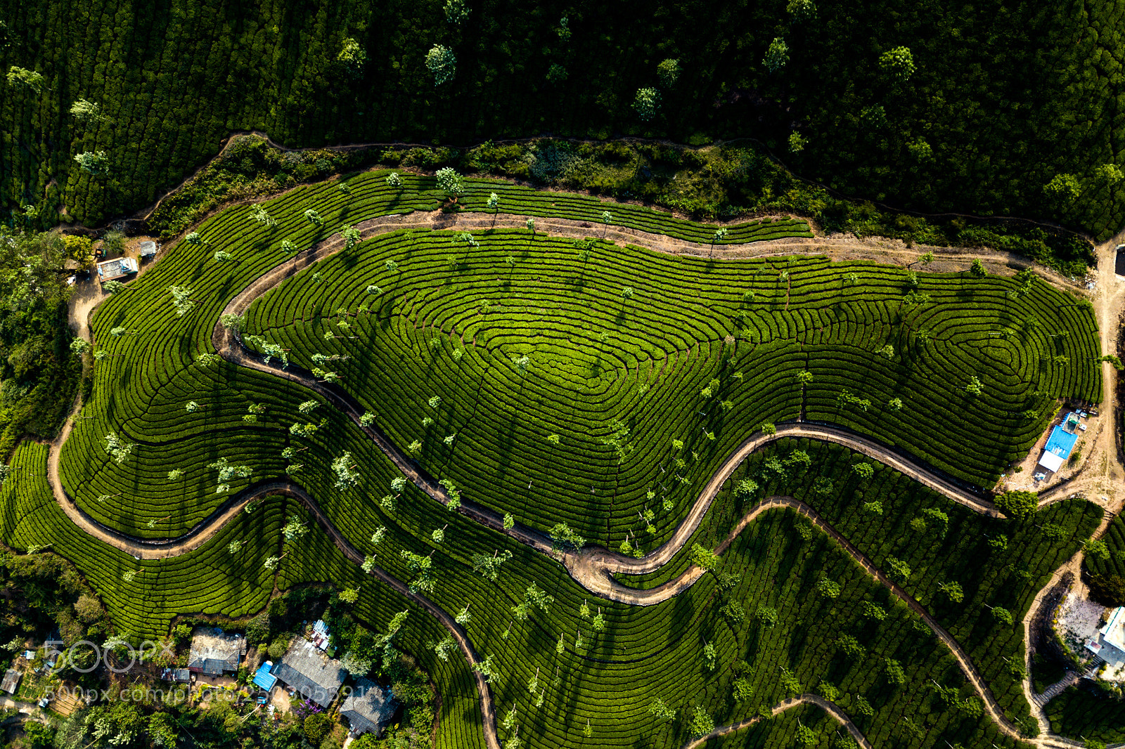 DJI FC220 sample photo. Tea plantation in munnar photography