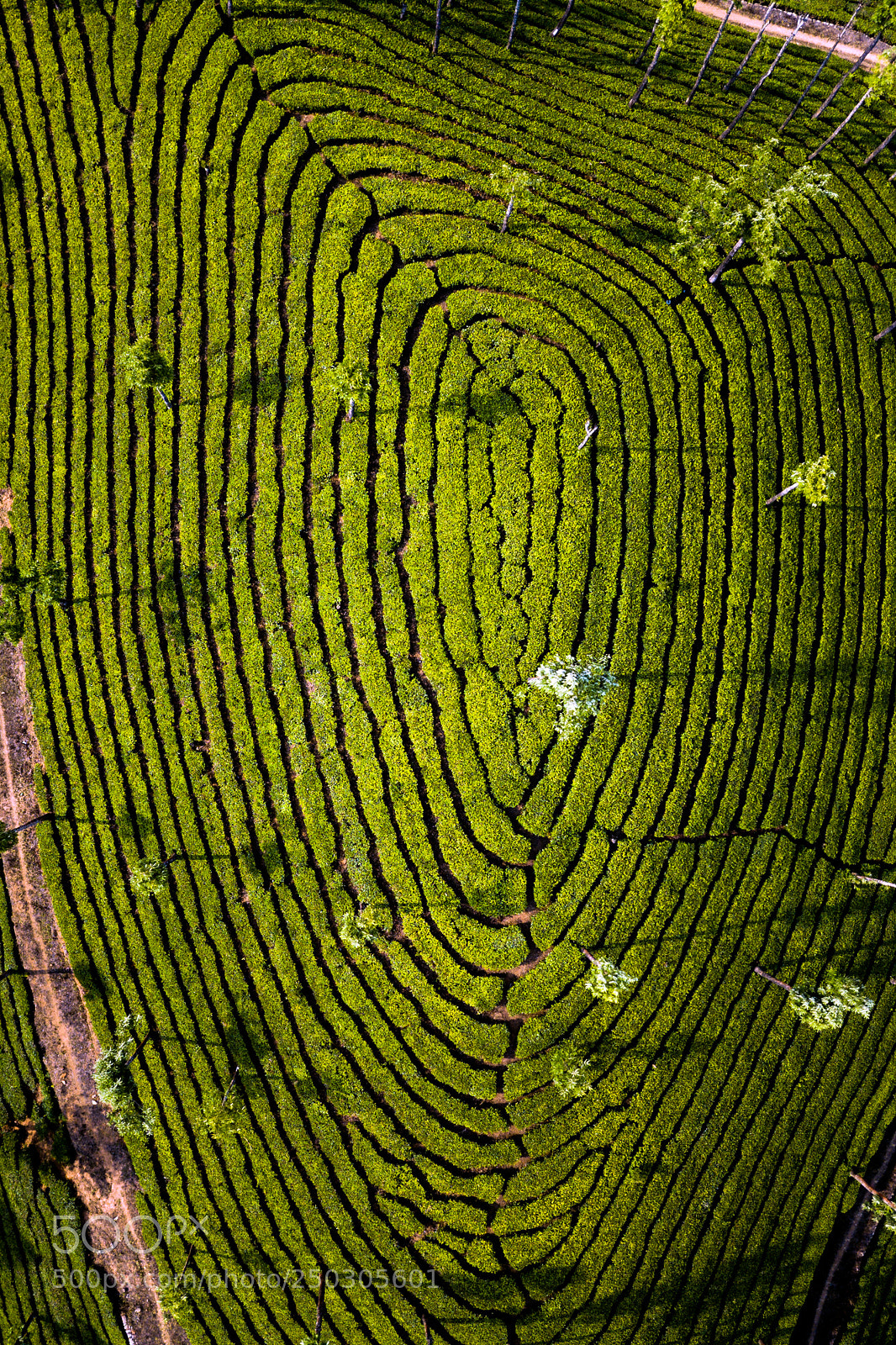 DJI FC220 sample photo. Tea plantation in munnar photography