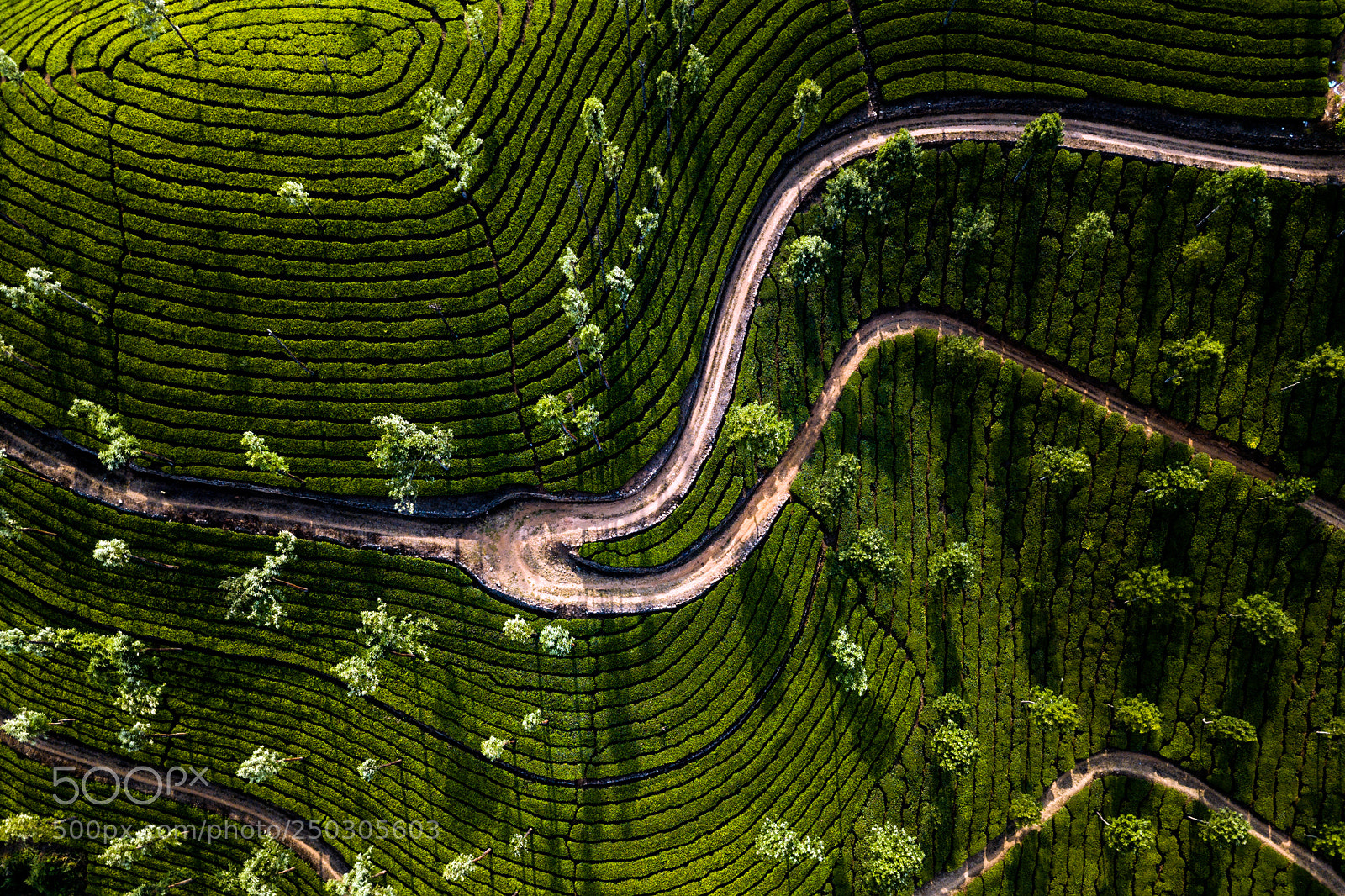DJI FC220 sample photo. Tea plantation in munnar photography