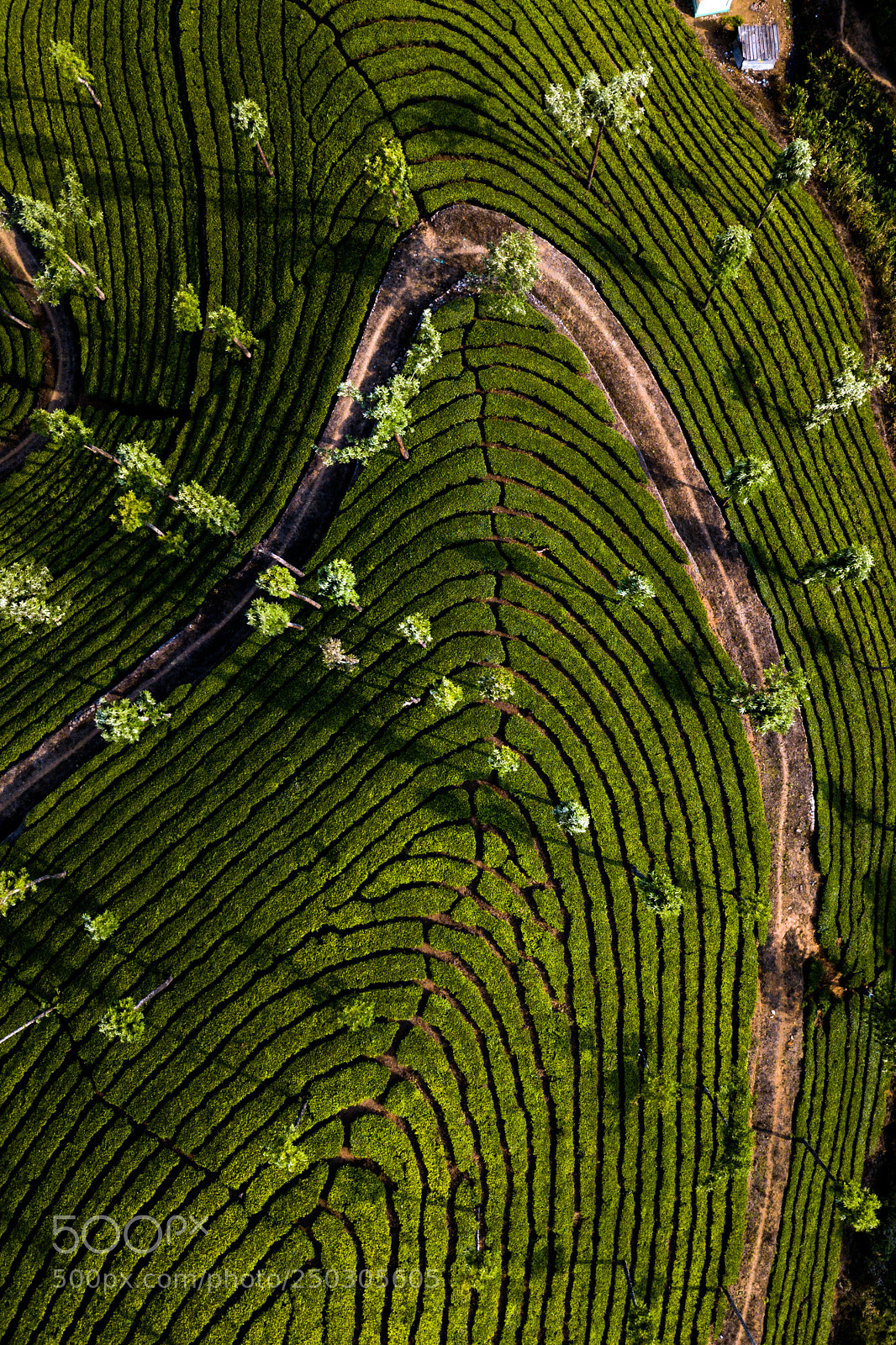 DJI FC220 sample photo. Tea plantation in munnar photography