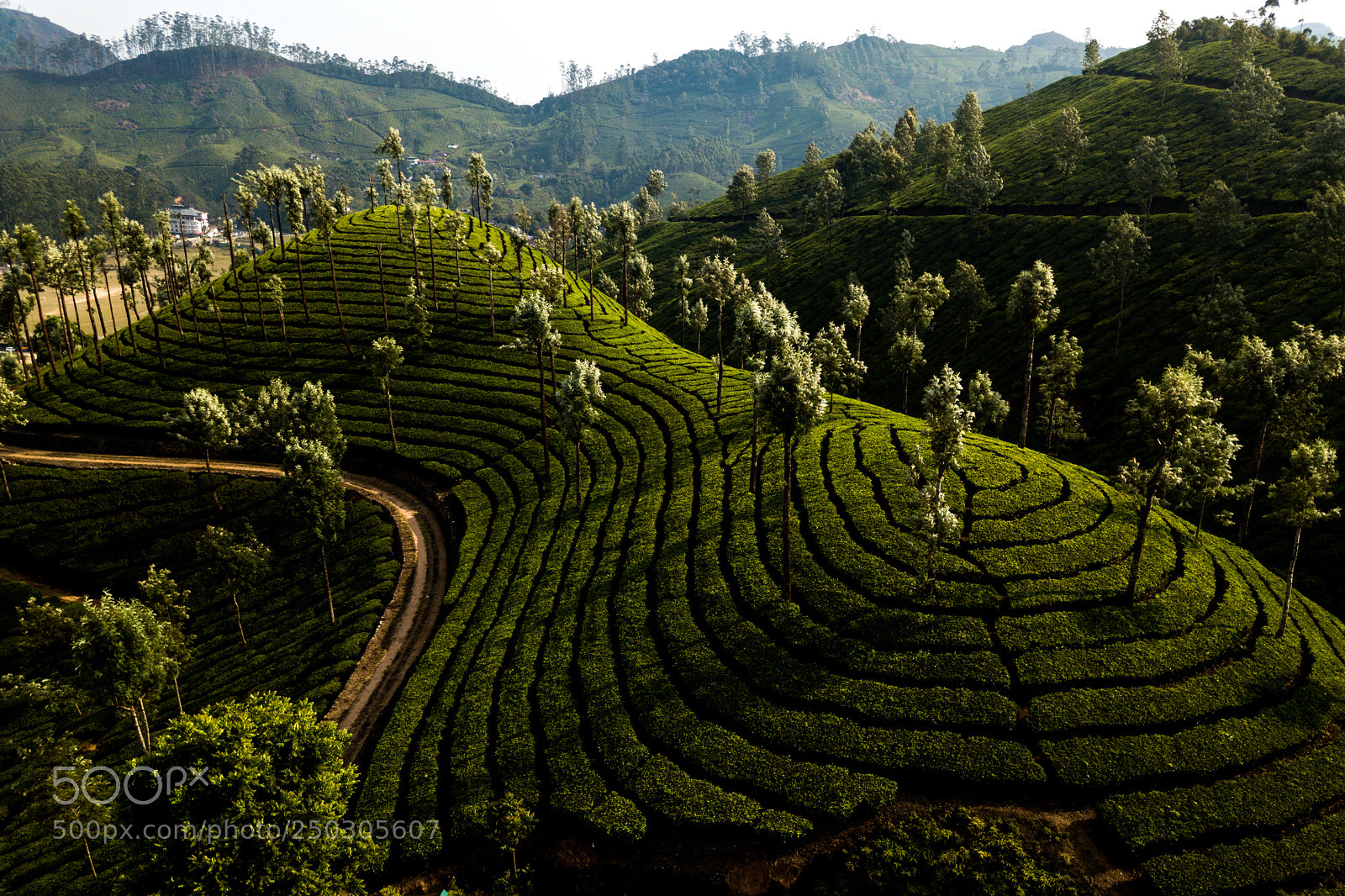 DJI FC220 sample photo. Tea plantation in munnar photography
