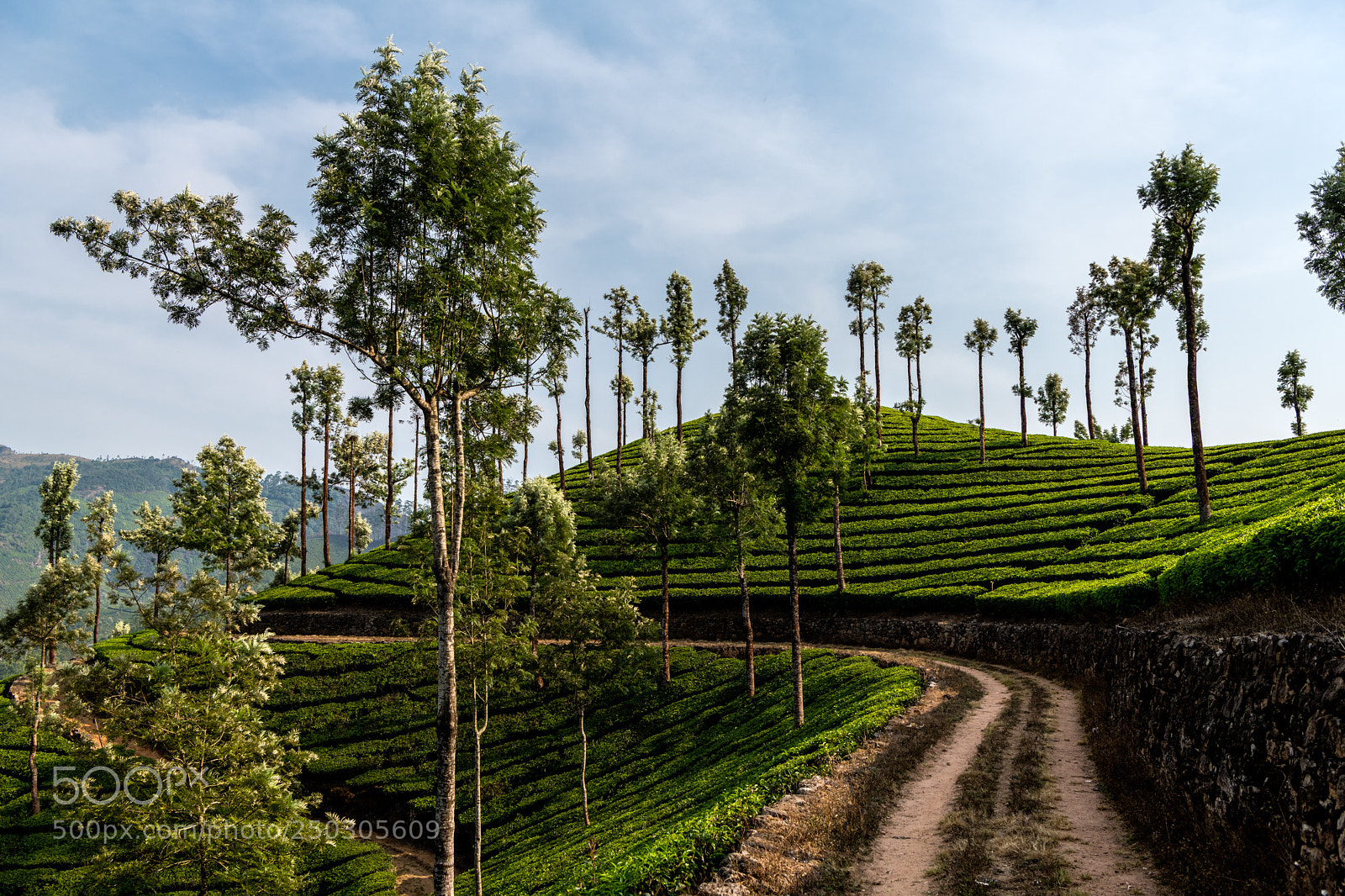 Nikon D850 sample photo. Tea plantation in munnar photography