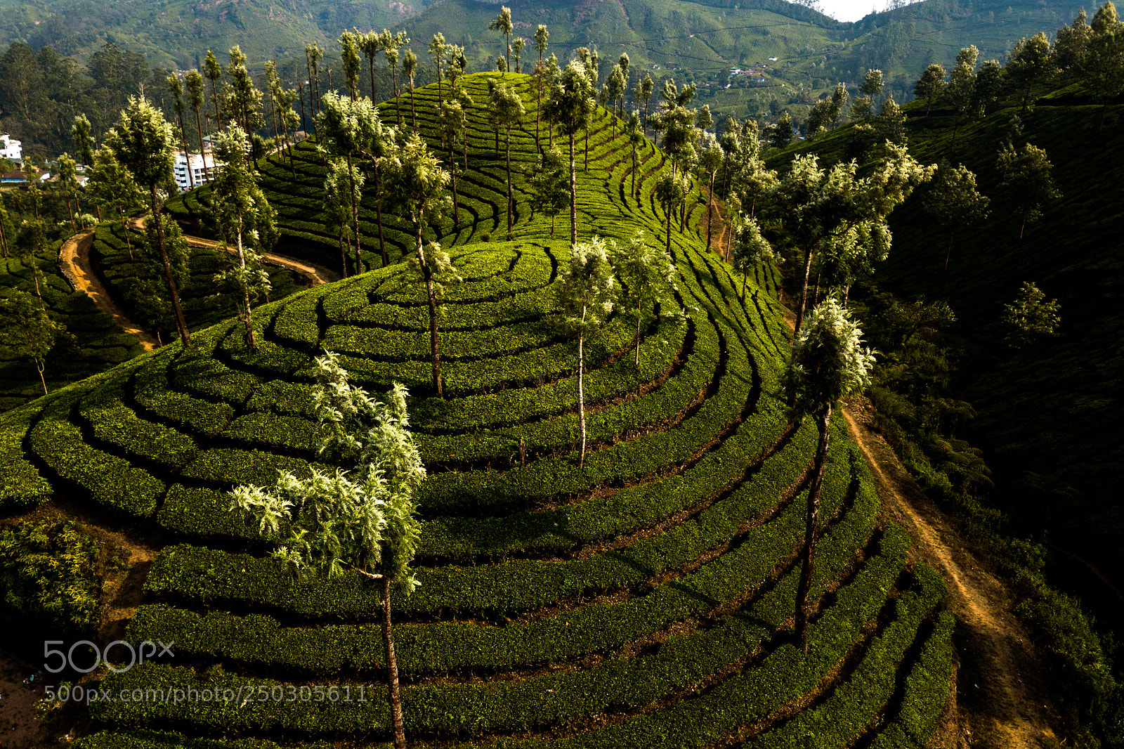DJI FC220 sample photo. Tea plantation in munnar photography
