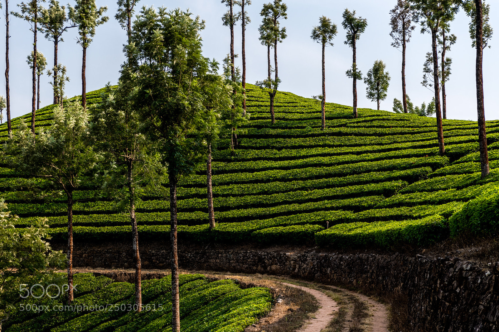 Nikon D850 sample photo. Tea plantation in munnar photography