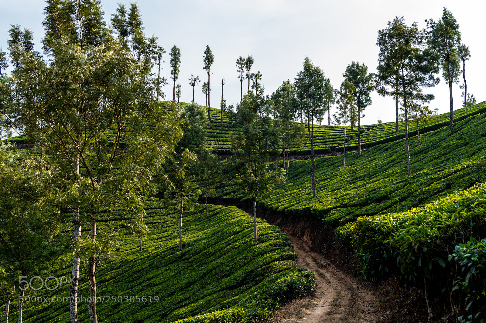 Nikon D850 sample photo. Tea plantation in munnar photography