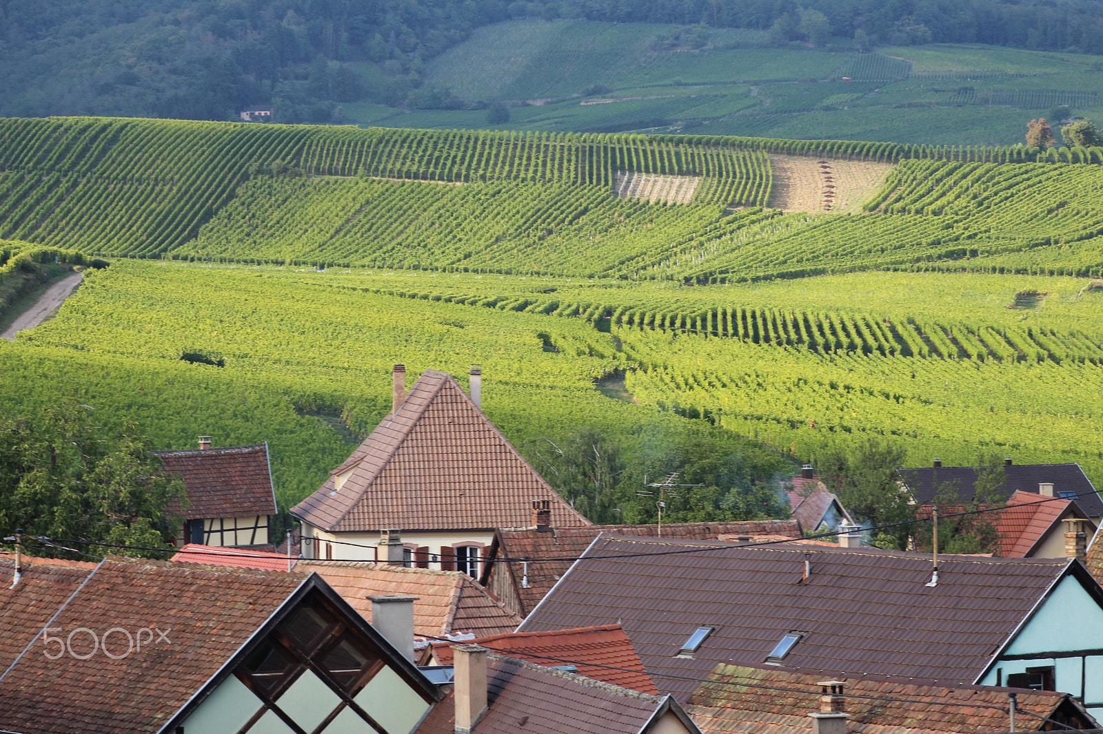 Canon EOS 600D (Rebel EOS T3i / EOS Kiss X5) sample photo. Vineyards in alsace photography