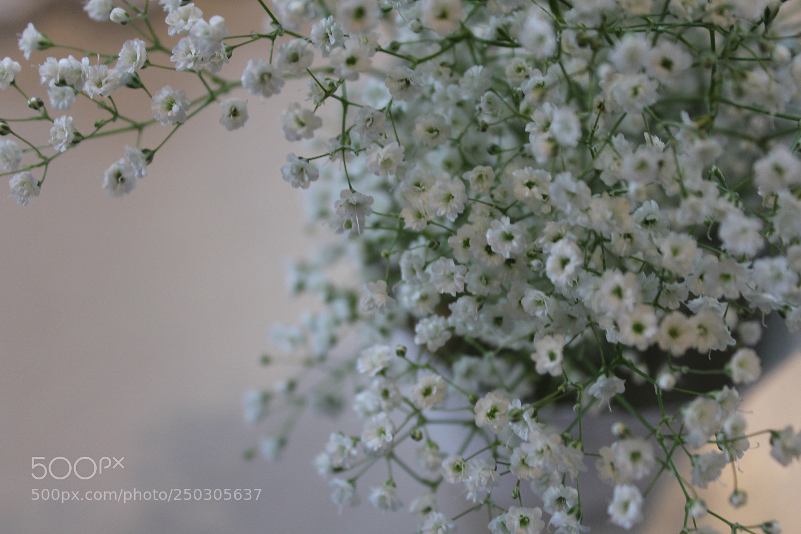 Canon EOS 600D (Rebel EOS T3i / EOS Kiss X5) sample photo. Pretty white flowers photography