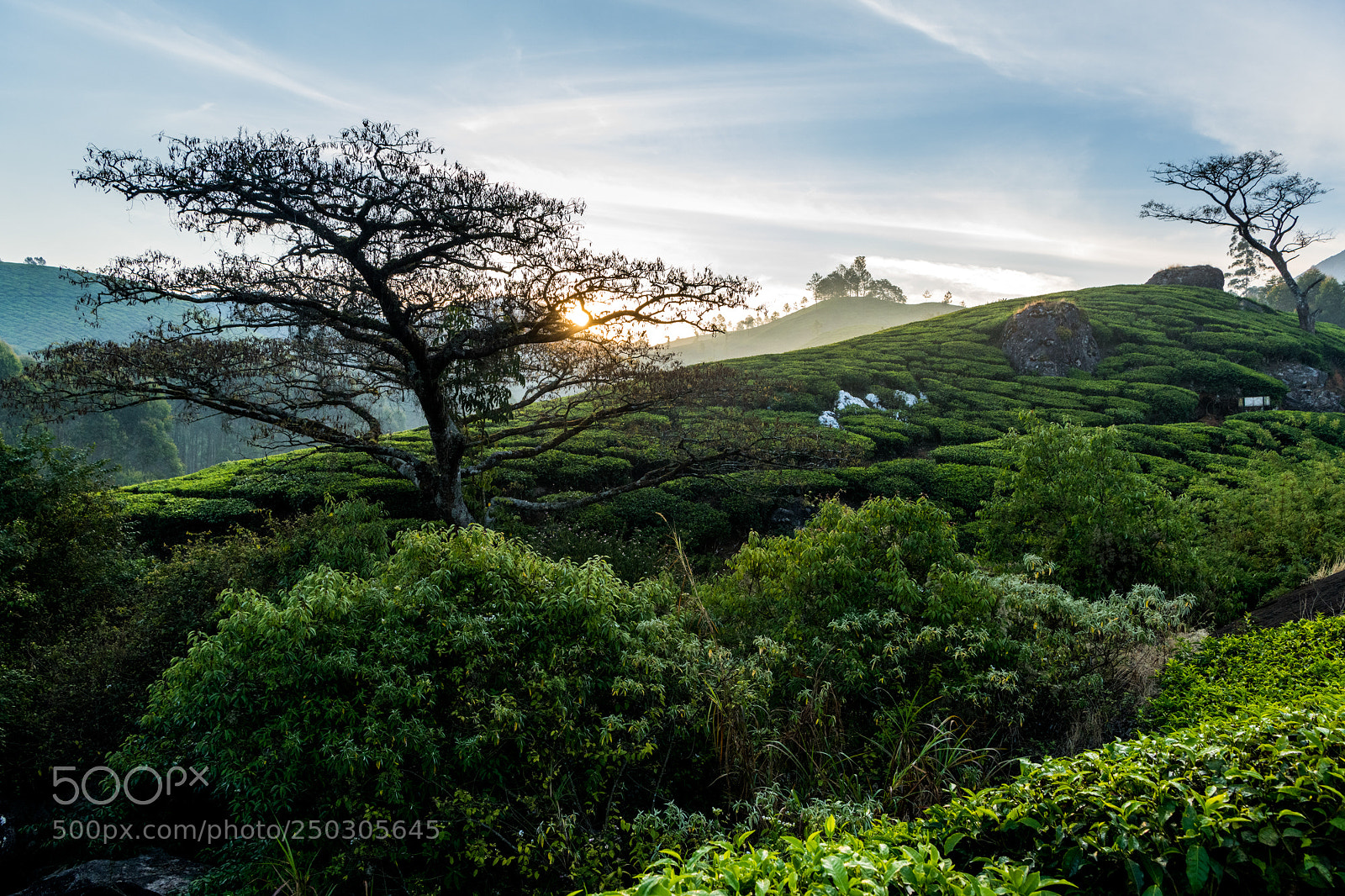 Nikon D850 sample photo. Tea plantation in munnar photography