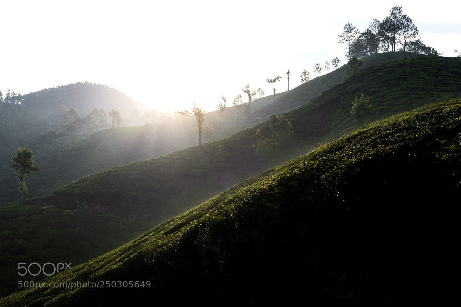 Nikon D850 sample photo. Tea plantation in munnar photography