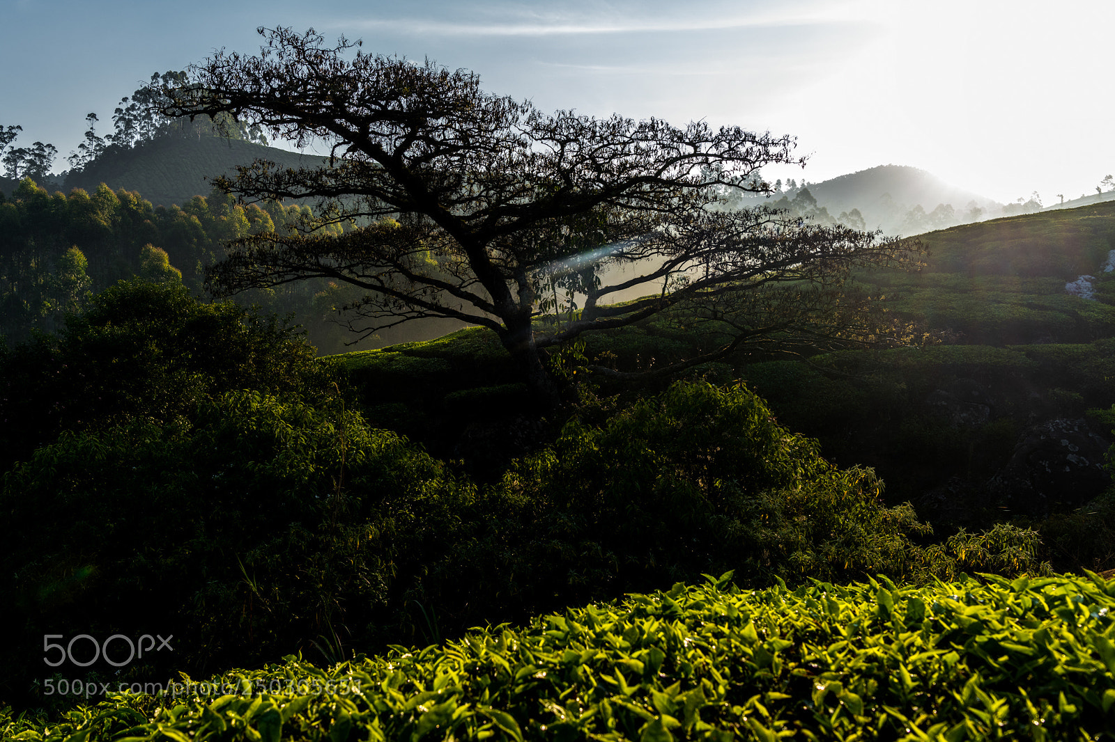 Nikon D850 sample photo. Tea plantation in munnar photography