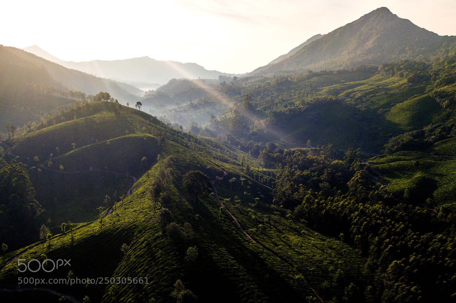 DJI FC220 sample photo. Tea plantation in munnar photography