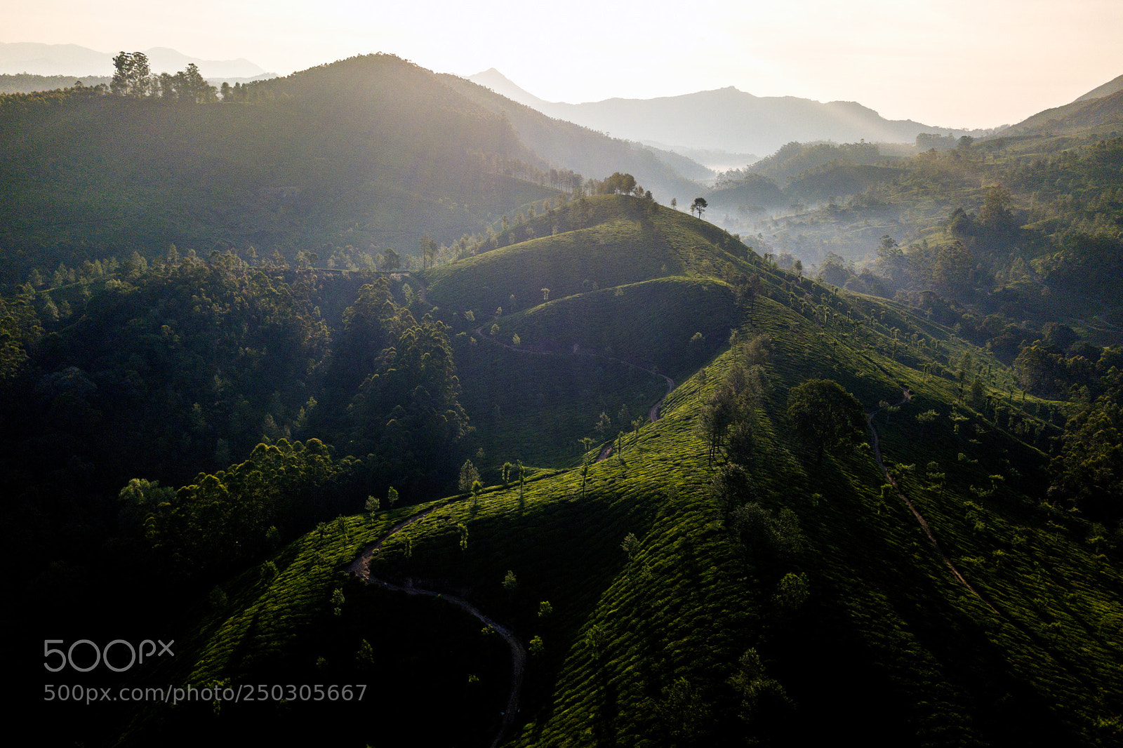 DJI FC220 sample photo. Tea plantation in munnar photography