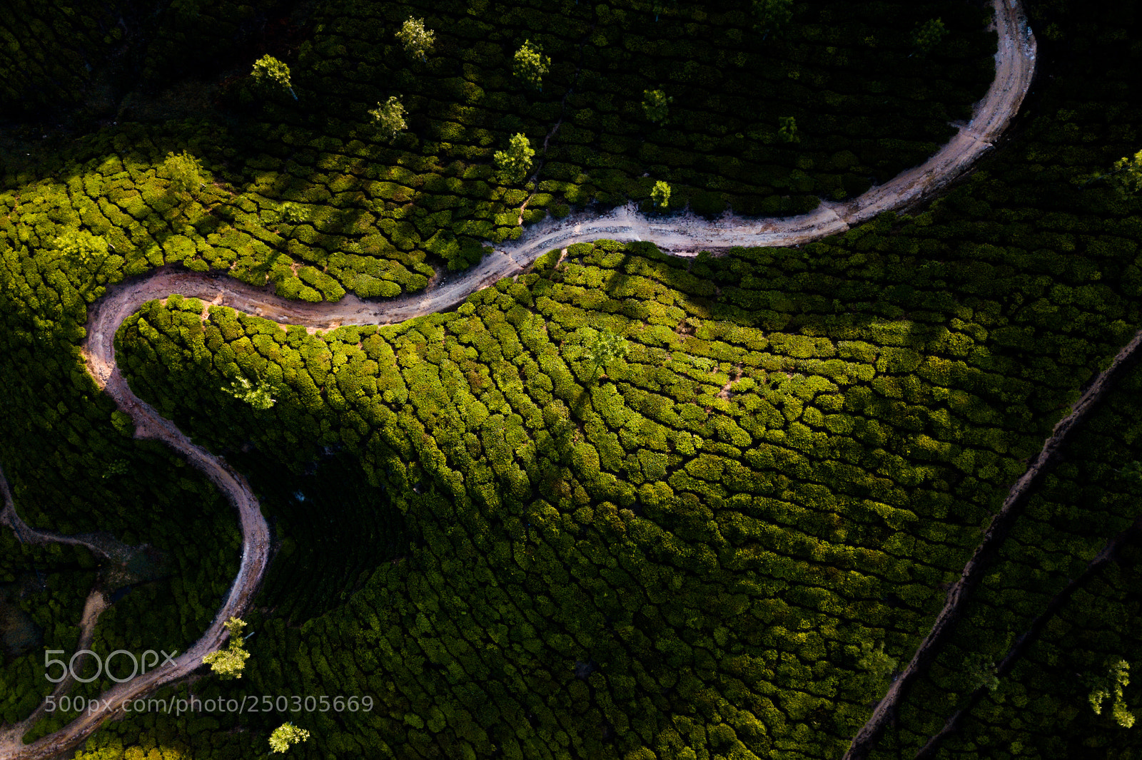 DJI FC220 sample photo. Tea plantation in munnar photography