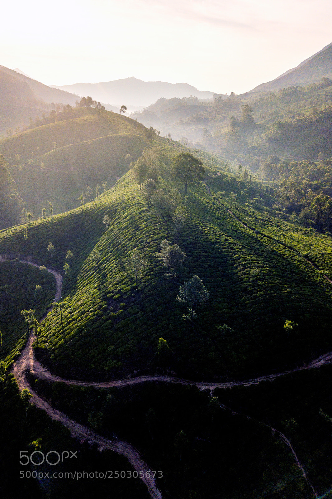 DJI FC220 sample photo. Tea plantation in munnar photography