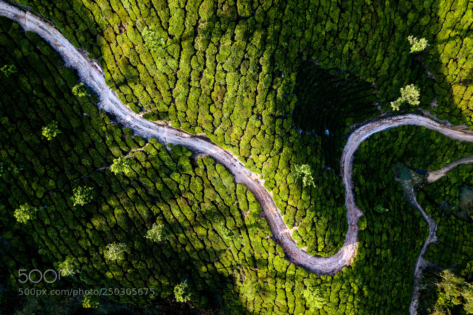 DJI FC220 sample photo. Tea plantation in munnar photography