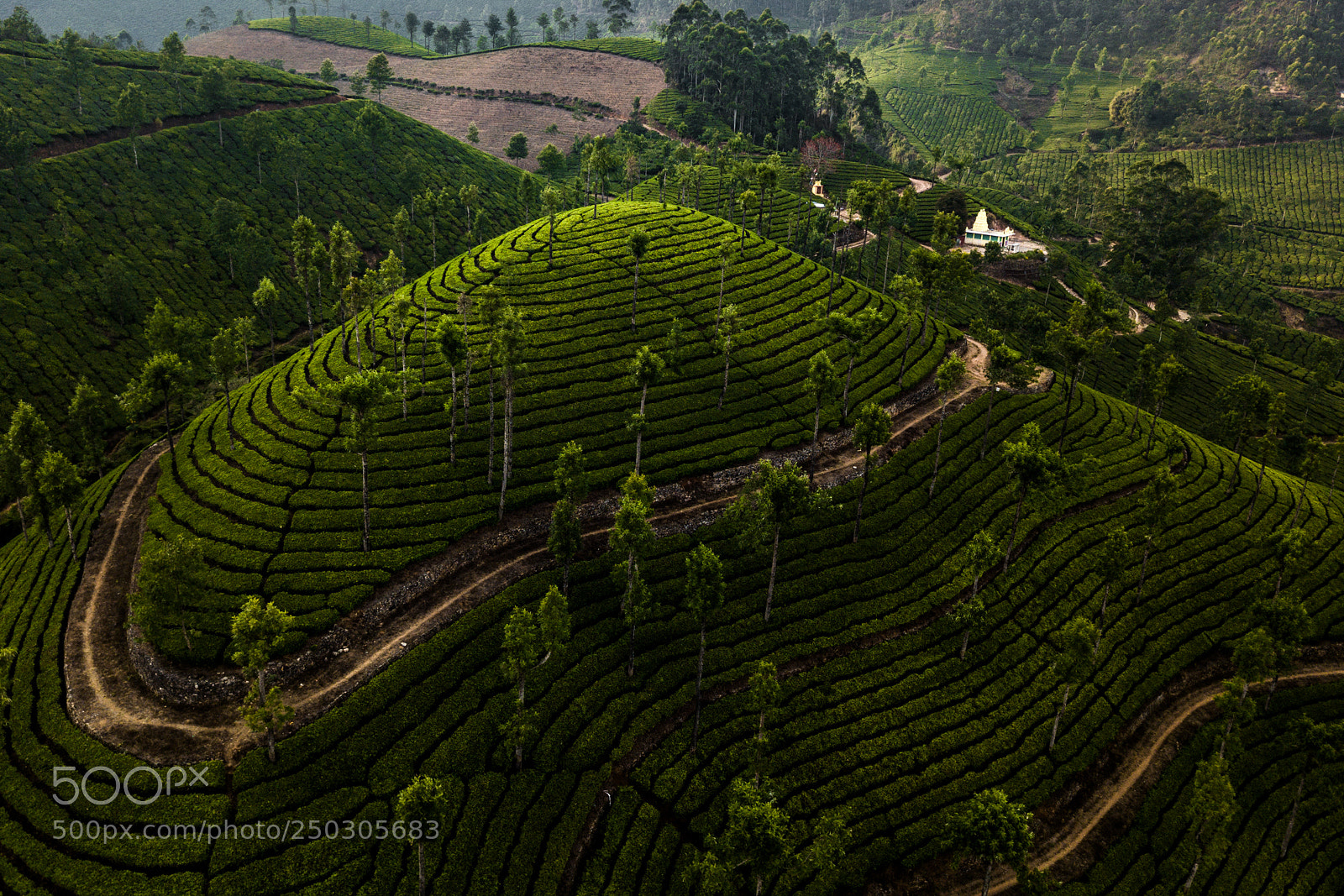 DJI FC220 sample photo. Tea plantation in munnar photography