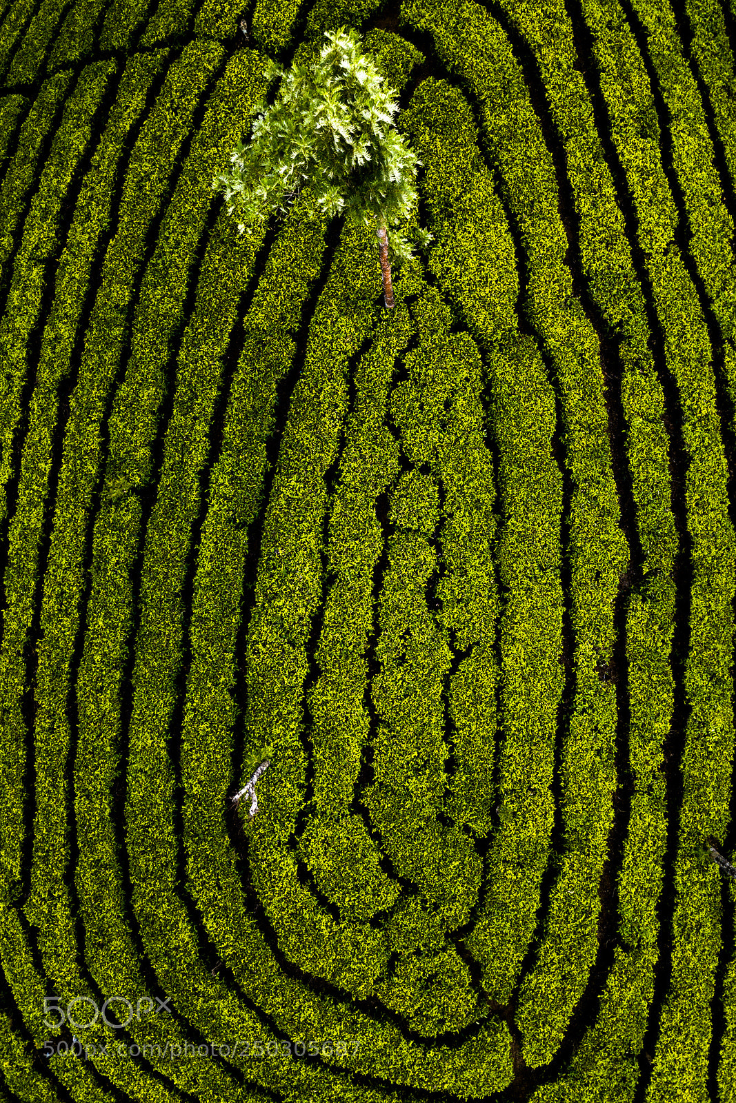 DJI FC220 sample photo. Tea plantation in munnar photography