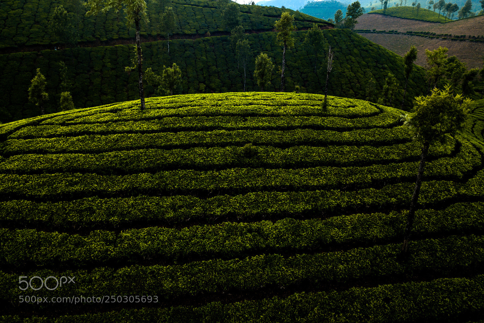 DJI FC220 sample photo. Tea plantation in munnar photography