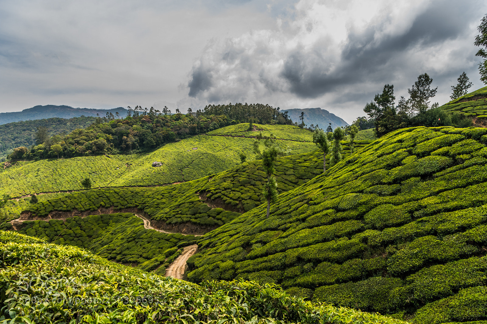 Nikon D850 sample photo. Tea plantation in munnar photography