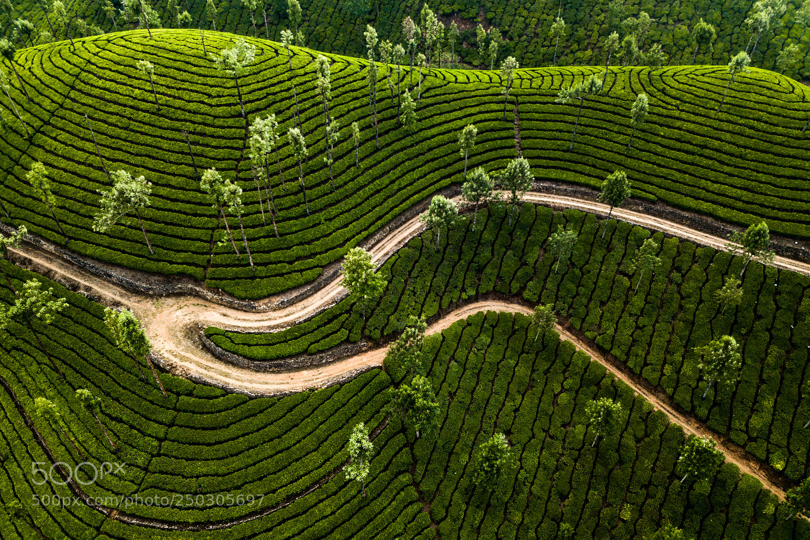 DJI FC220 sample photo. Tea plantation in munnar photography