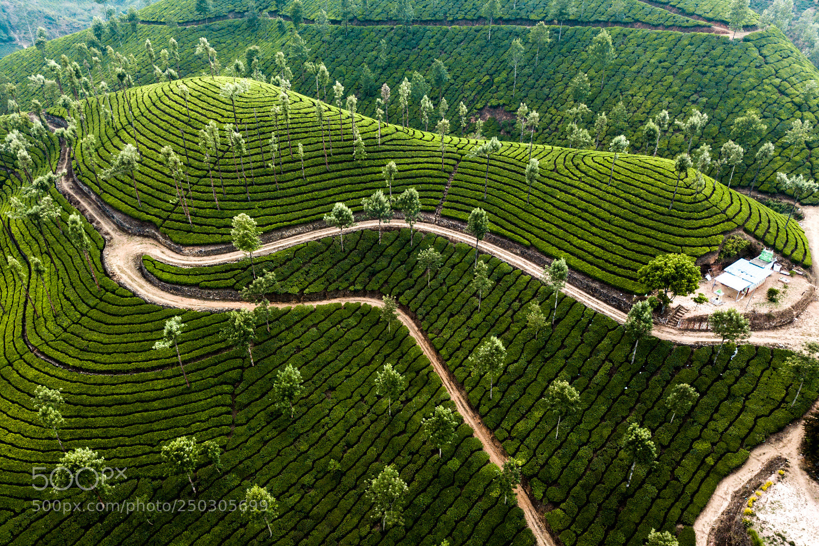 DJI FC220 sample photo. Tea plantation in munnar photography
