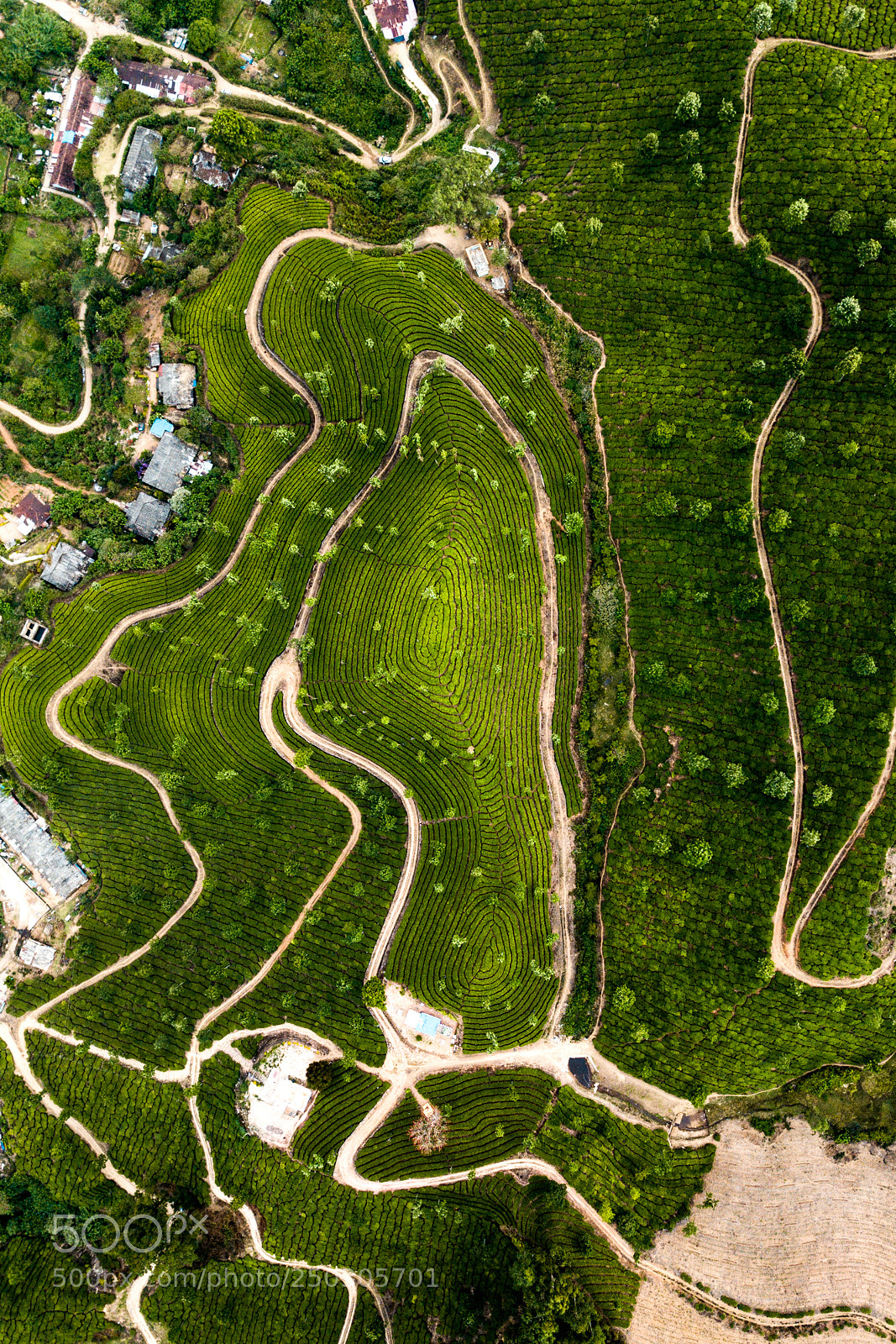 DJI FC220 sample photo. Tea plantation in munnar photography