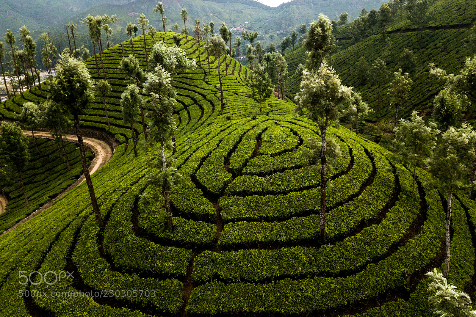 DJI FC220 sample photo. Tea plantation in munnar photography