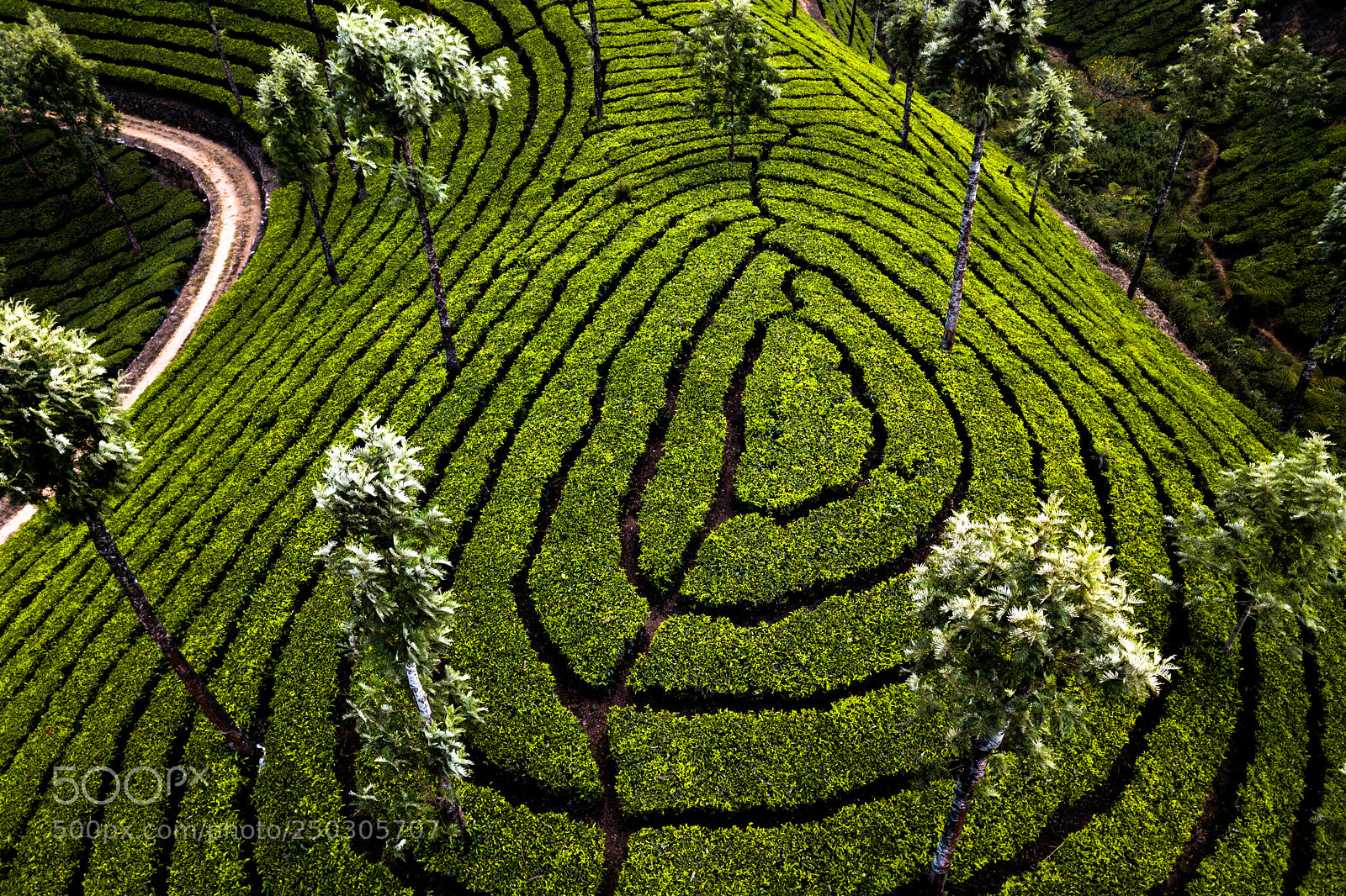 DJI FC220 sample photo. Tea plantation in munnar photography