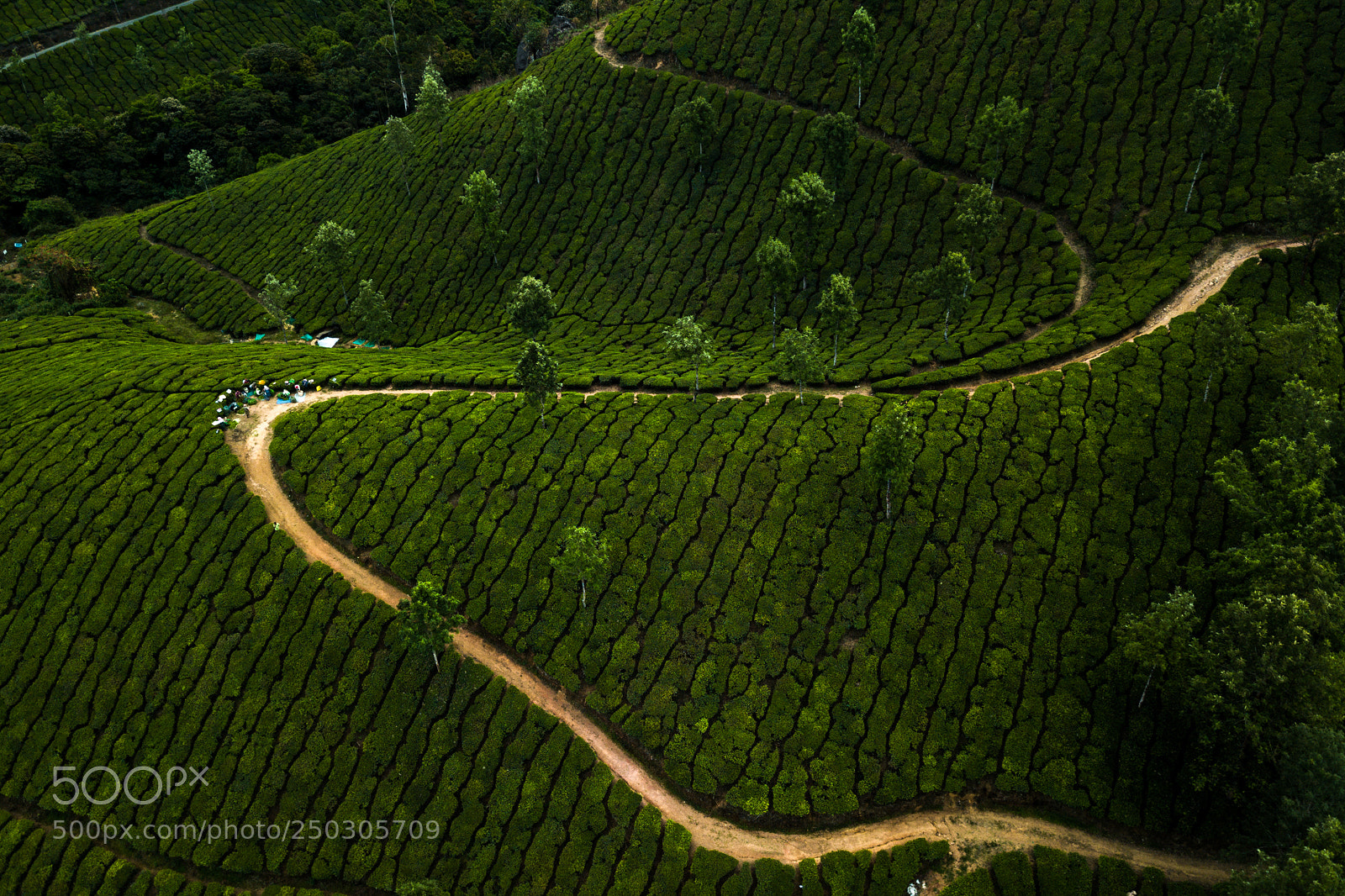 DJI FC220 sample photo. Tea plantation in munnar photography