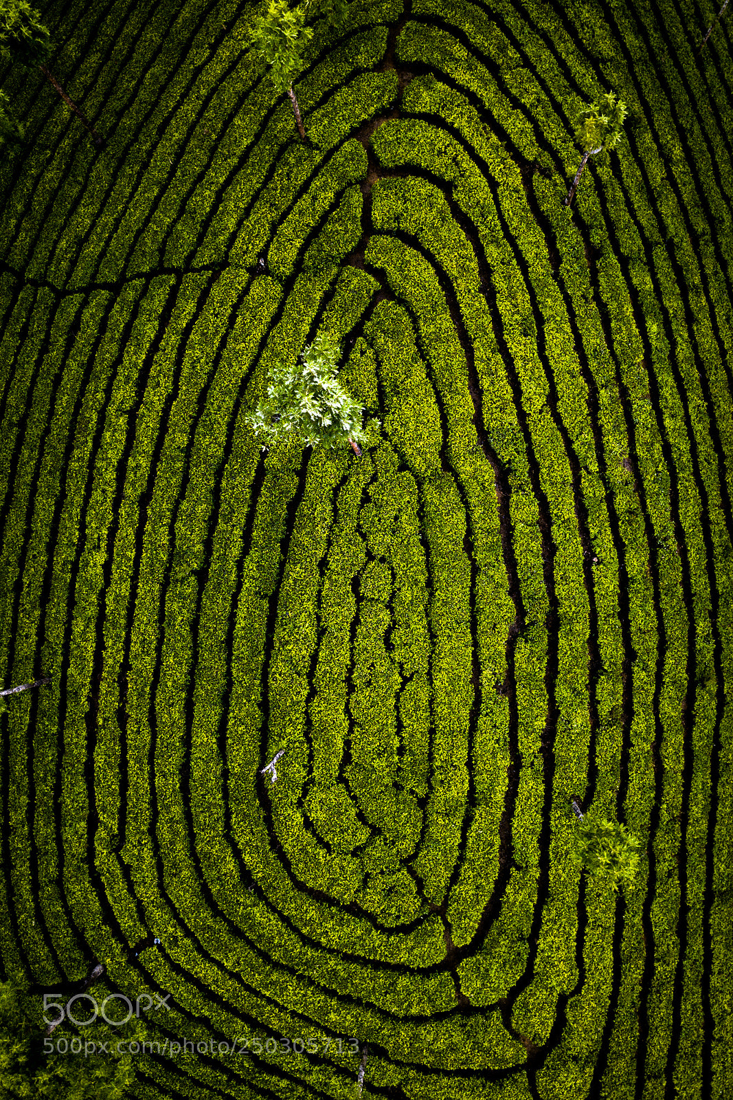 DJI FC220 sample photo. Tea plantation in munnar photography