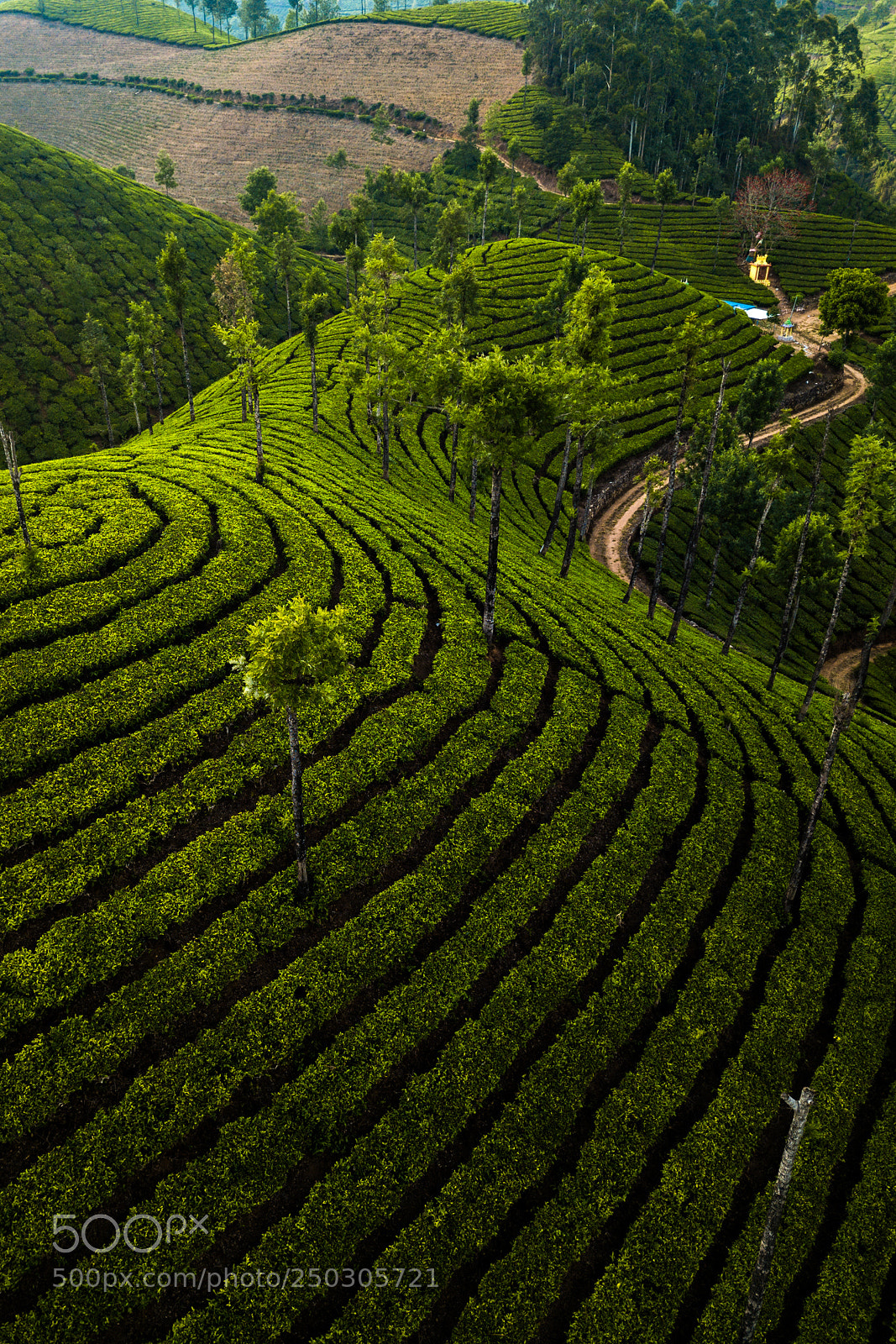 DJI FC220 sample photo. Tea plantation in munnar photography