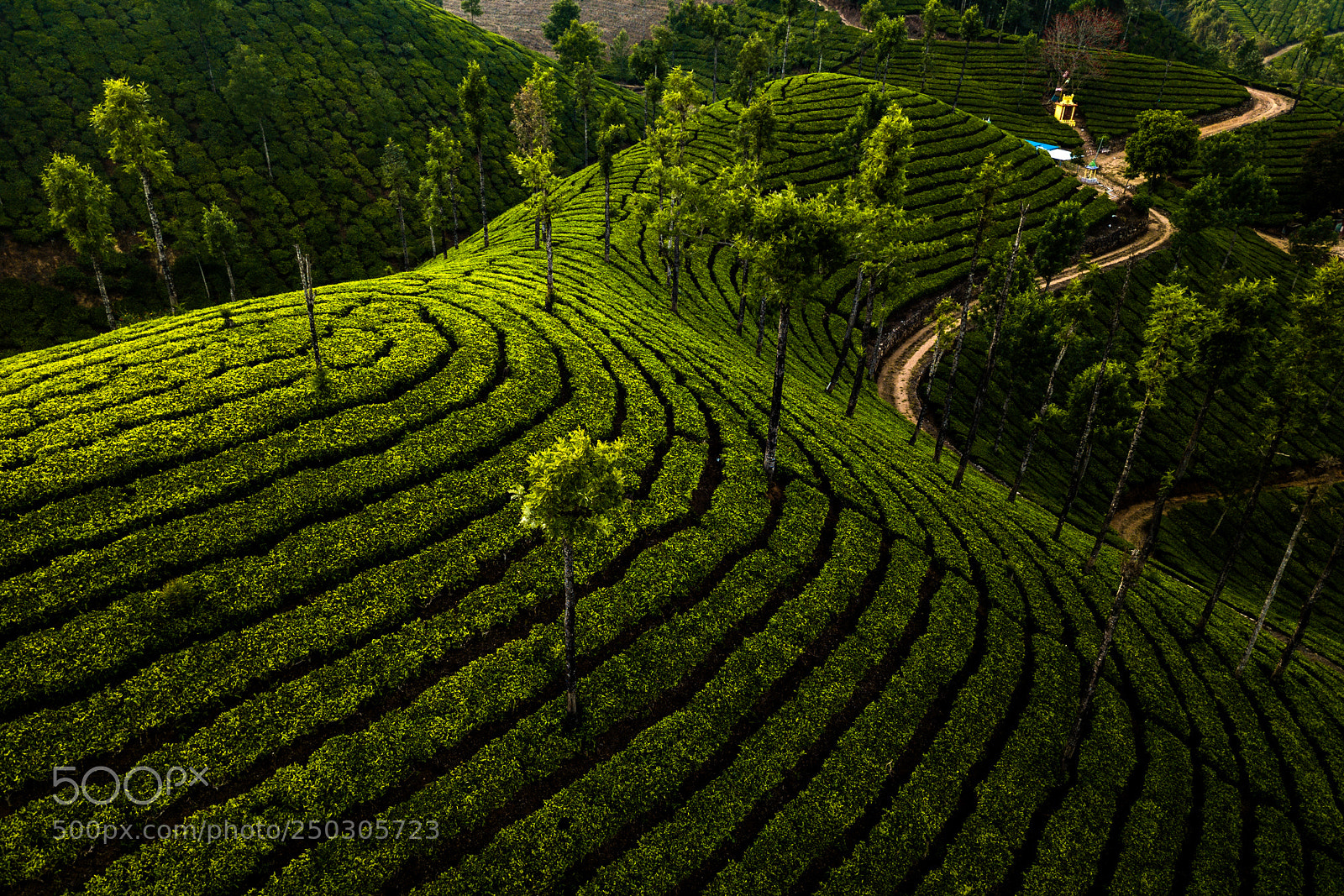 DJI FC220 sample photo. Tea plantation in munnar photography