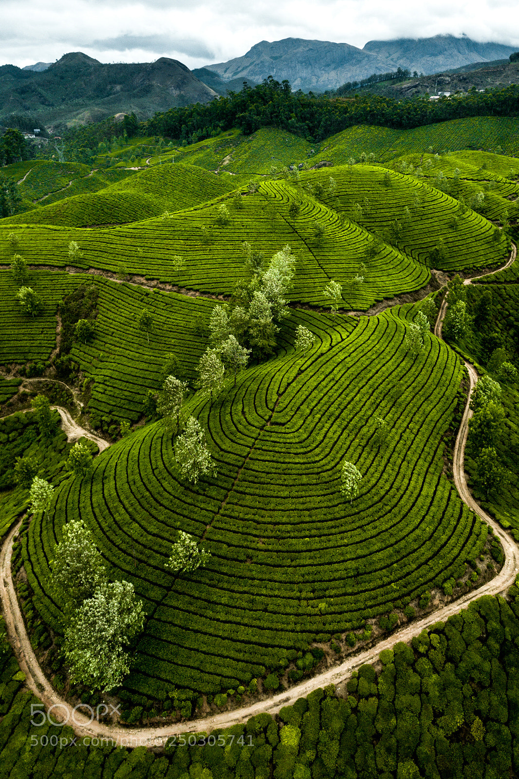 DJI FC220 sample photo. Tea plantation in munnar photography