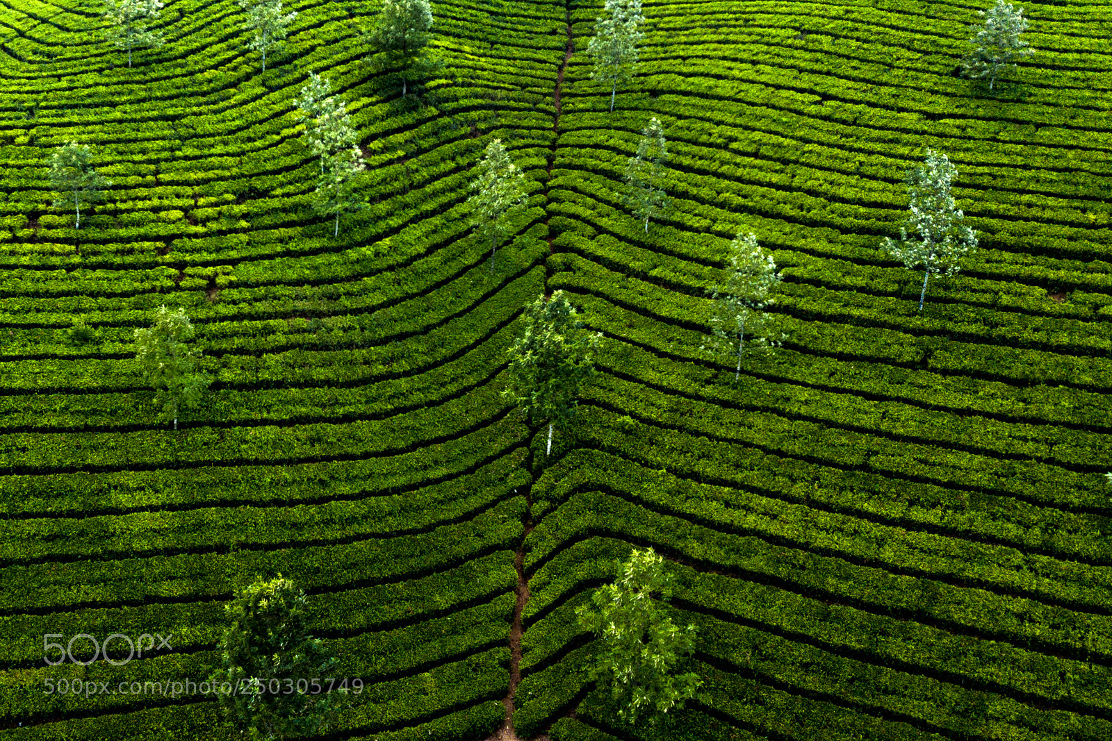 DJI FC220 sample photo. Tea plantation in munnar photography