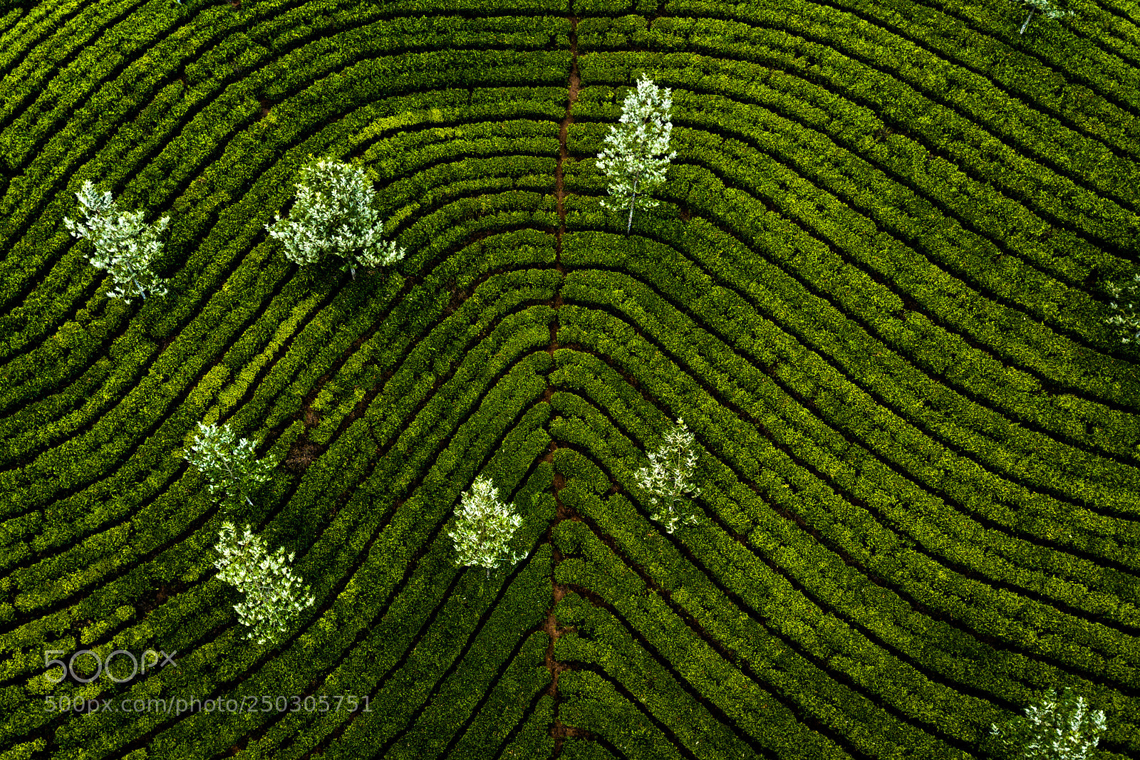 DJI FC220 sample photo. Tea plantation in munnar photography