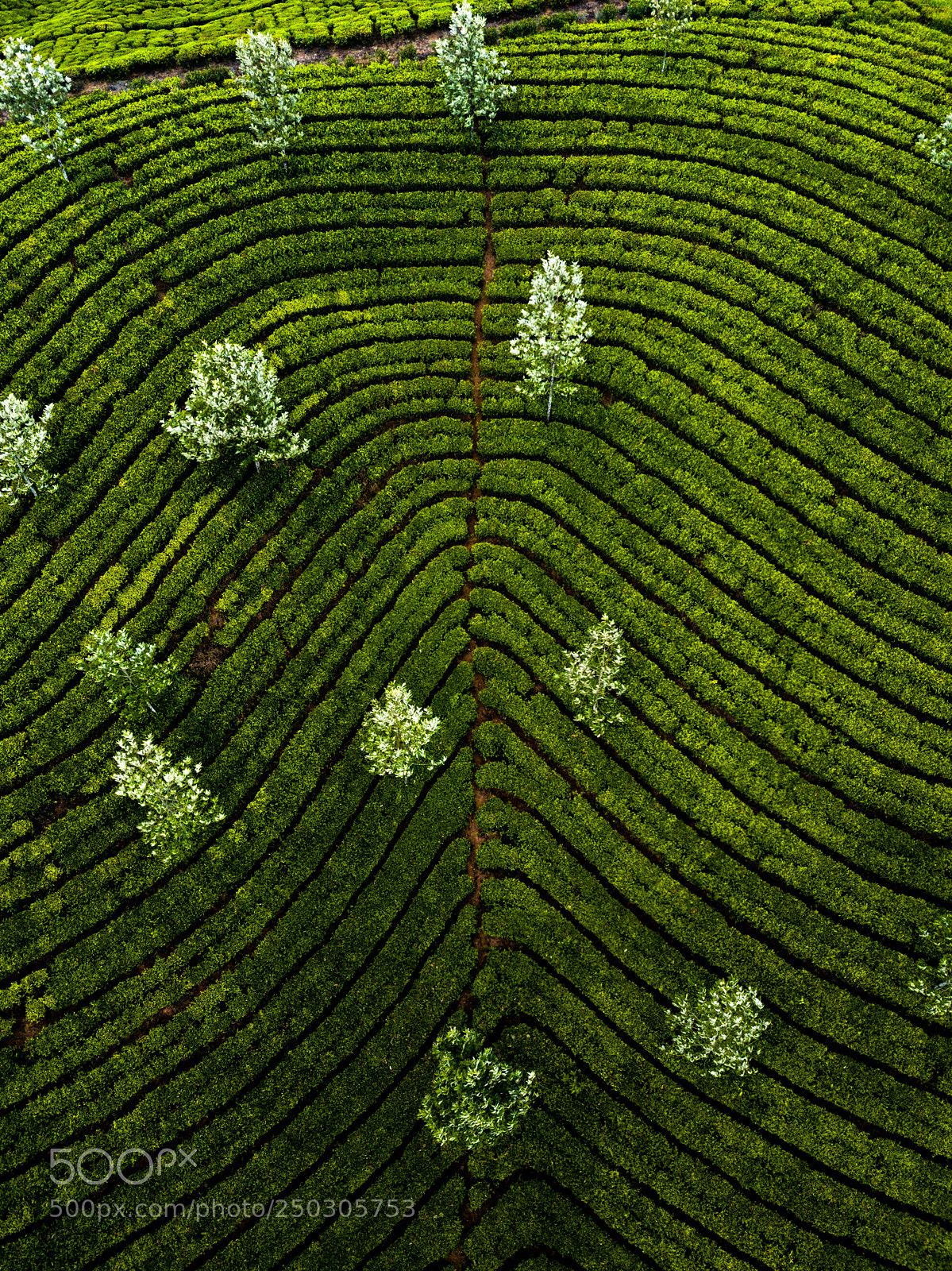 DJI FC220 sample photo. Tea plantation in munnar photography