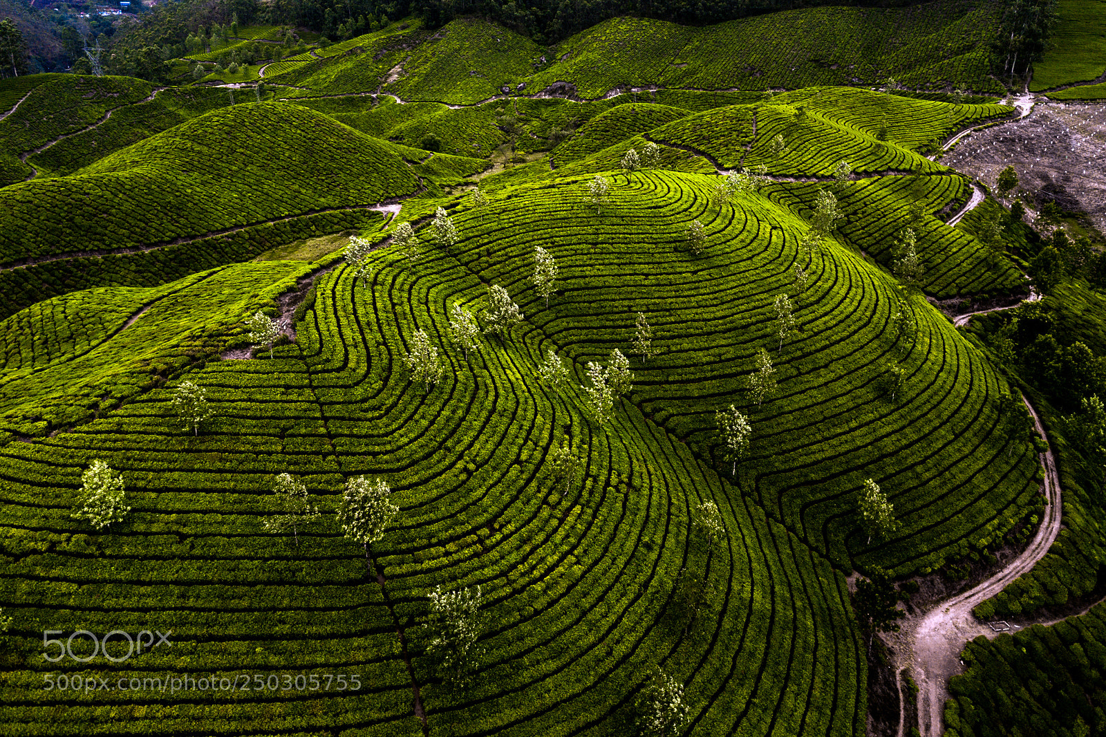 DJI FC220 sample photo. Tea plantation in munnar photography